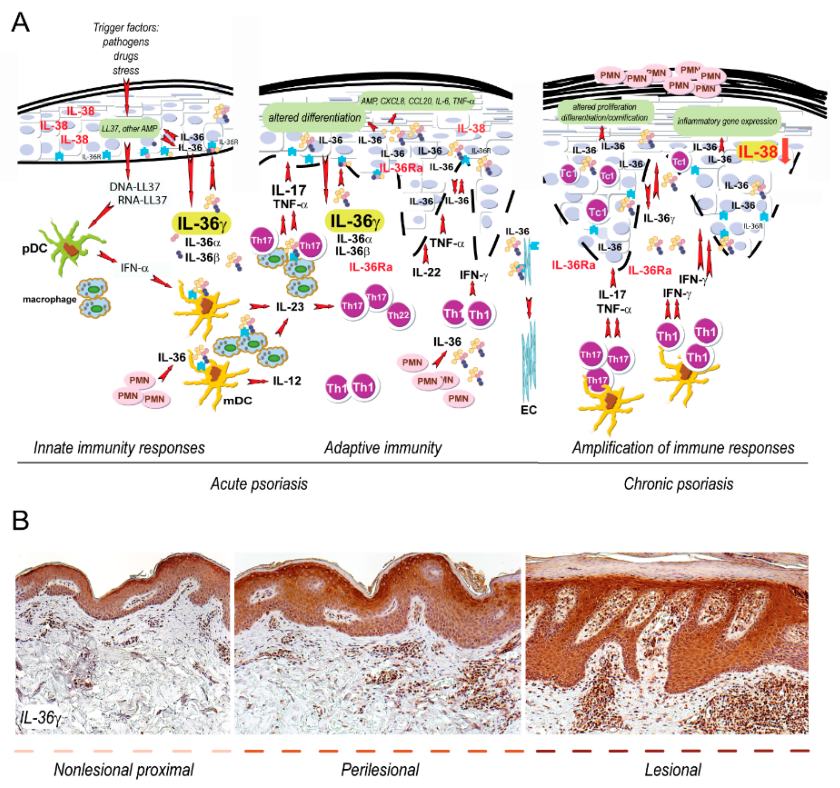 Ijms 20 03318 g001 Ijms 20 03318 g001