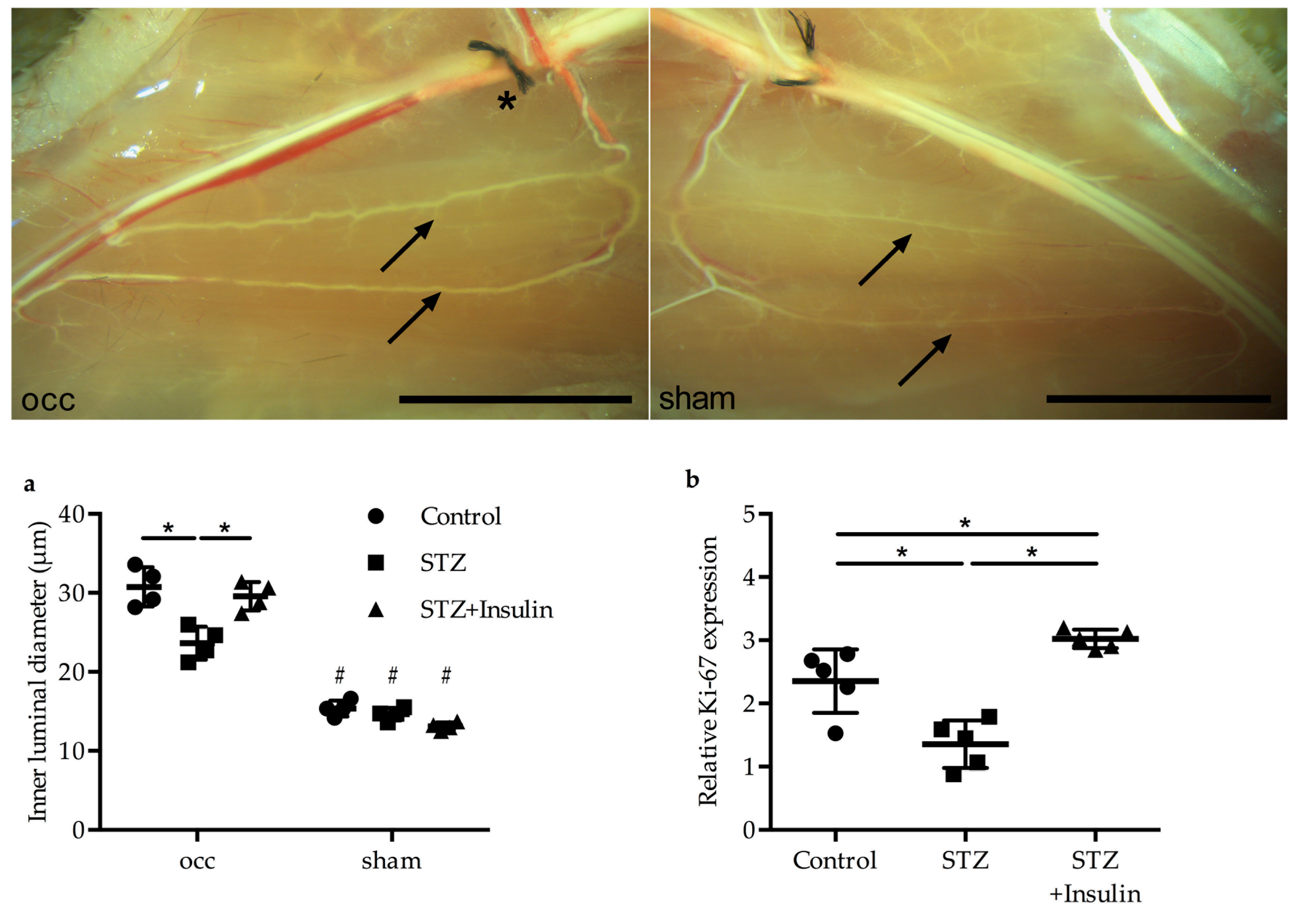 Ijms 20 03320 g003 Ijms 20 03320 g003