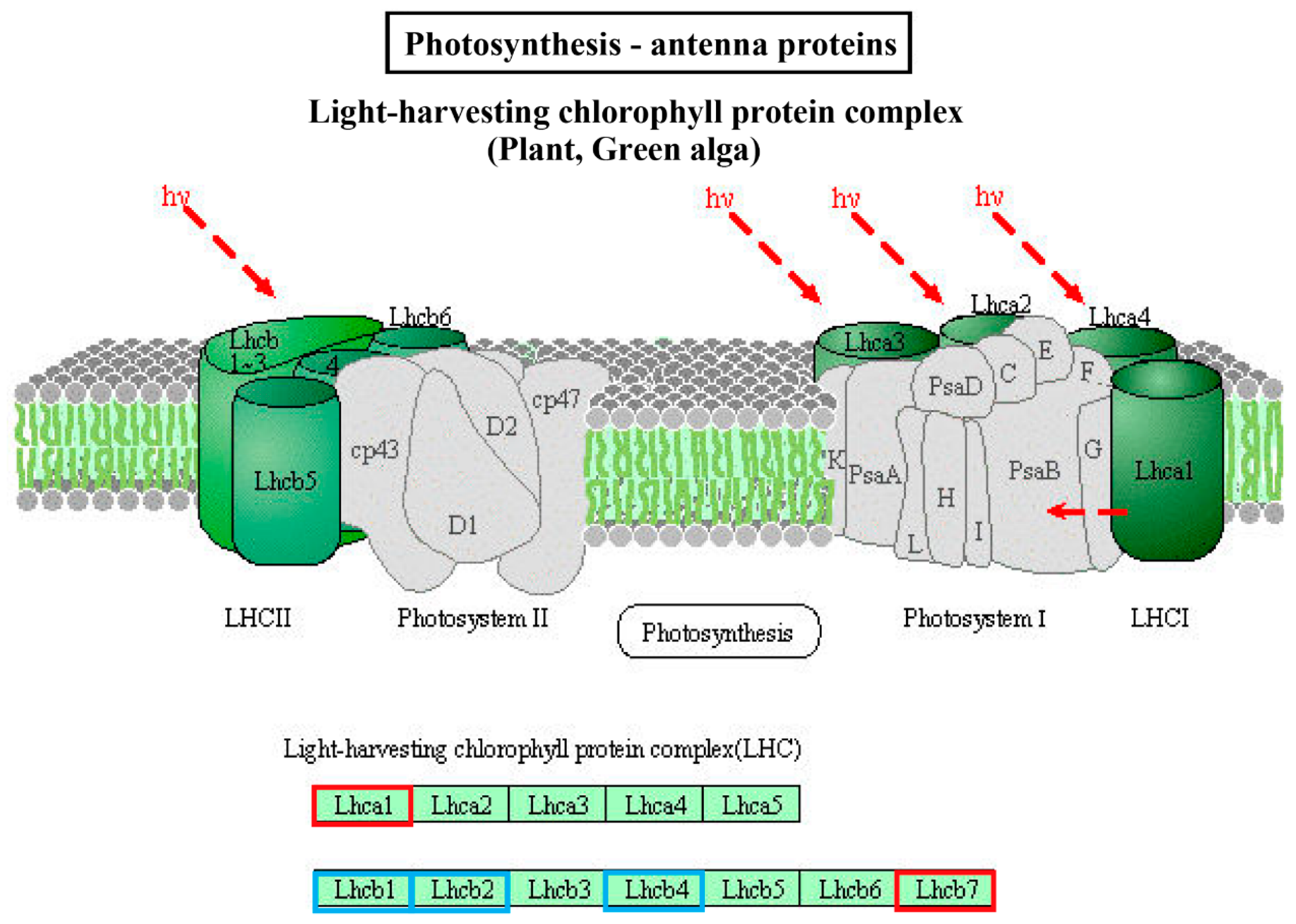Ijms 20 03321 g007 Ijms 20 03321 g007