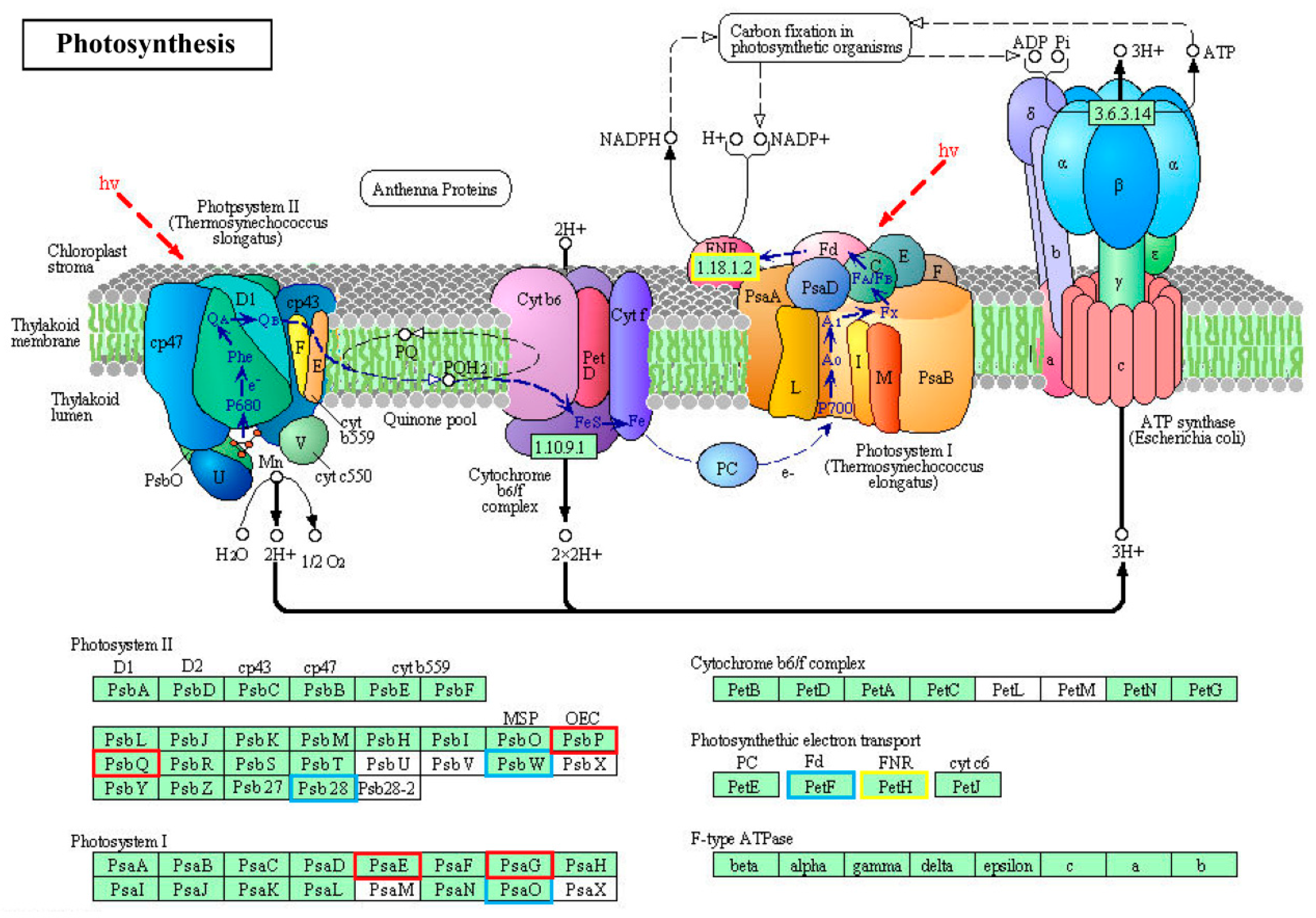 Ijms 20 03321 g008 Ijms 20 03321 g008