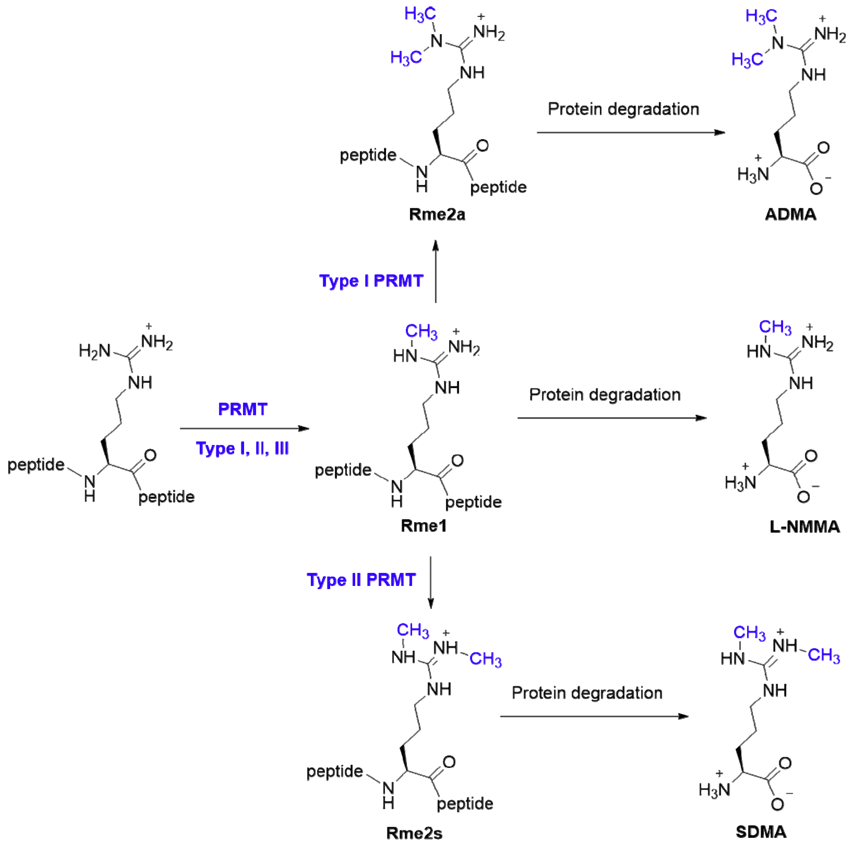 Ijms 20 03322 g001 Ijms 20 03322 g001