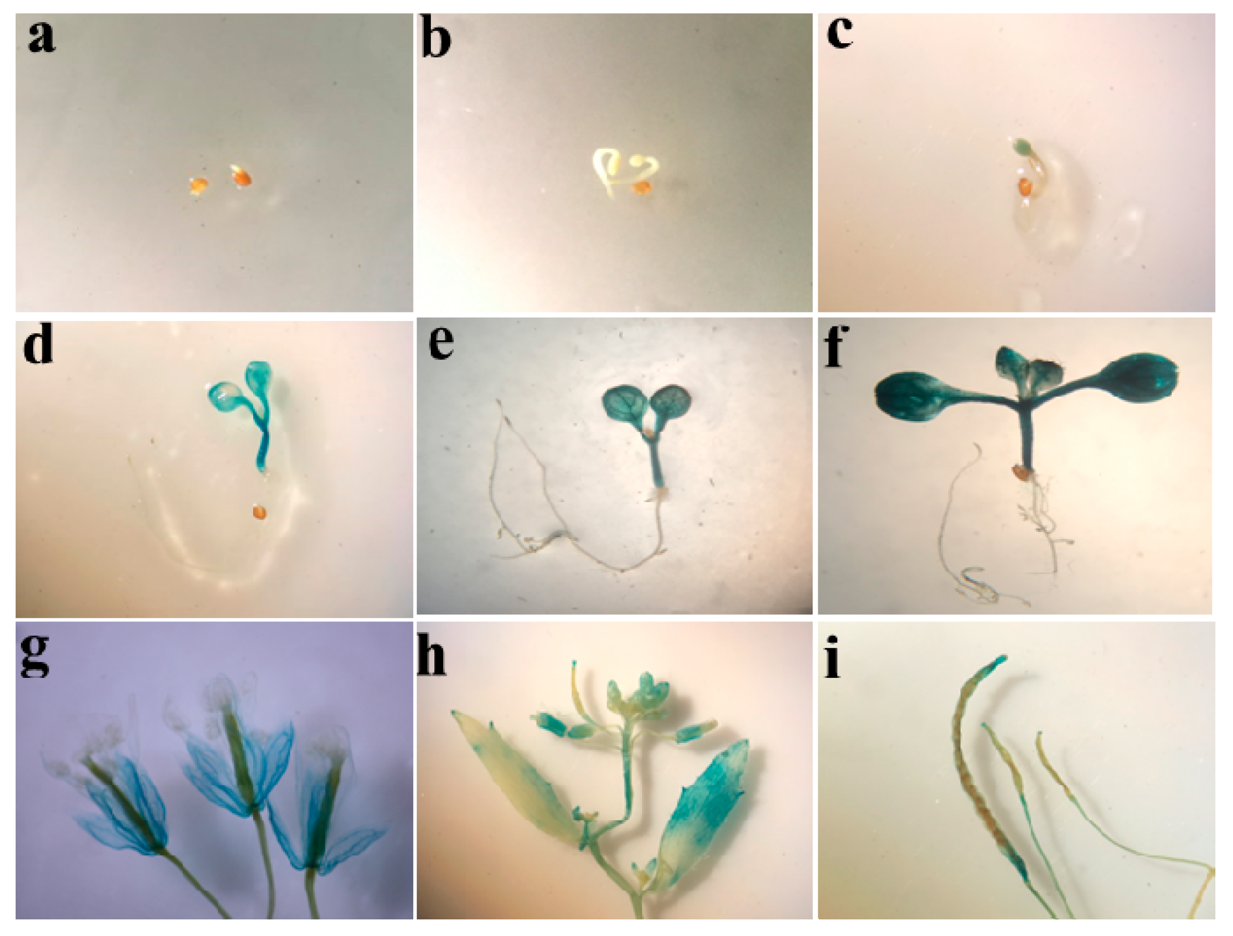 Ijms 20 03326 g003 Ijms 20 03326 g003