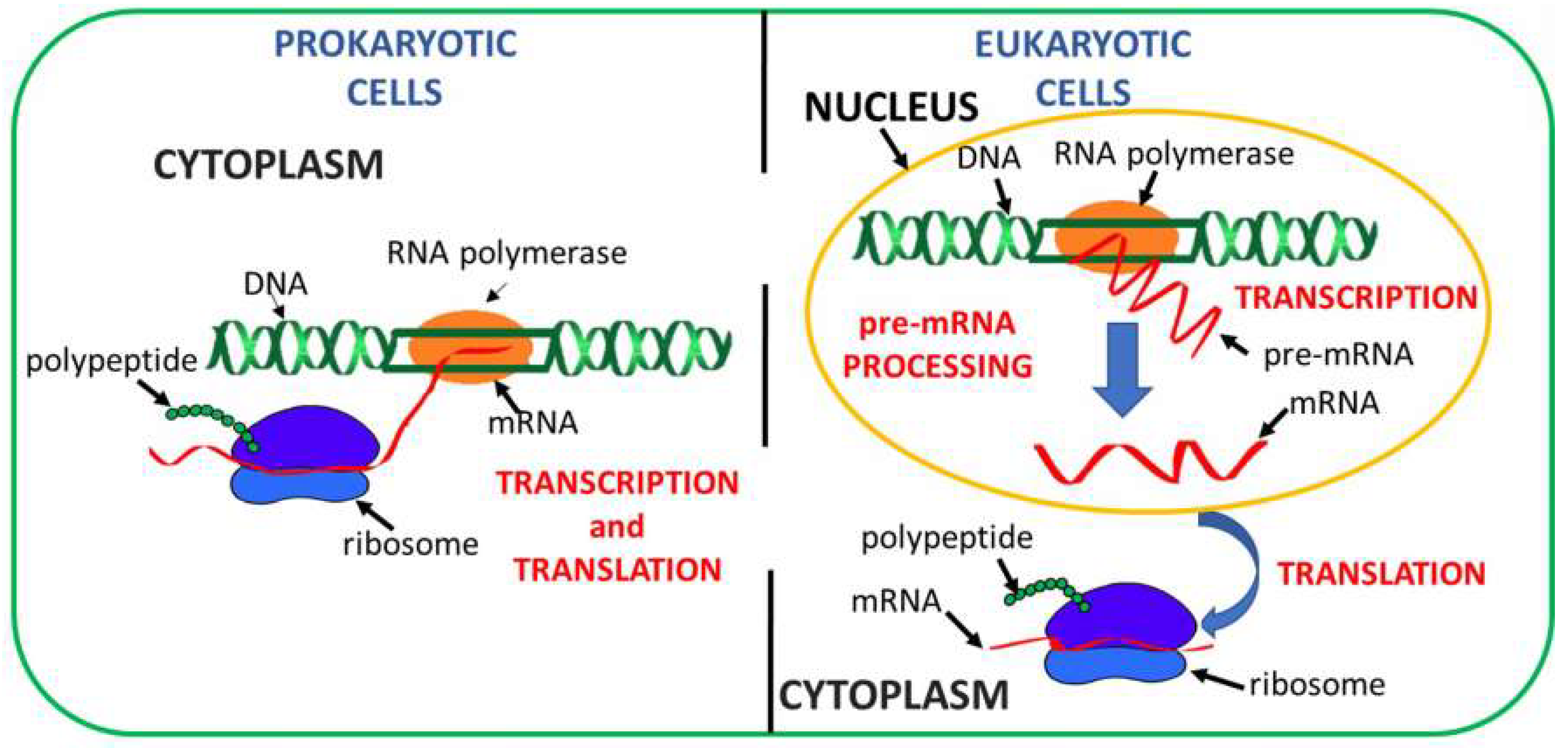 Ijms 20 03329 g001 Ijms 20 03329 g001