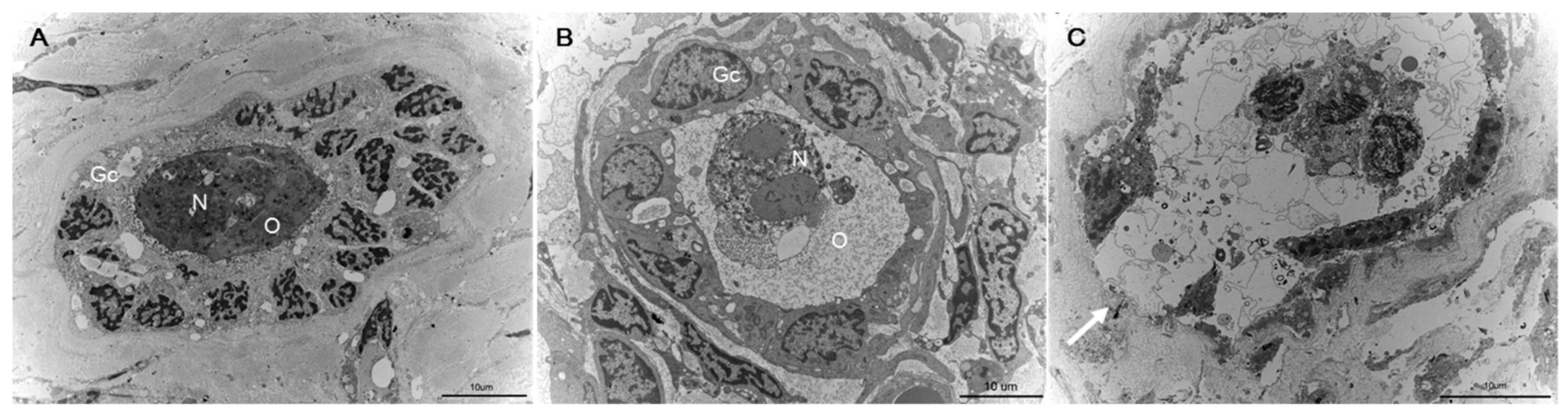 Ijms 20 03346 g007 Ijms 20 03346 g007