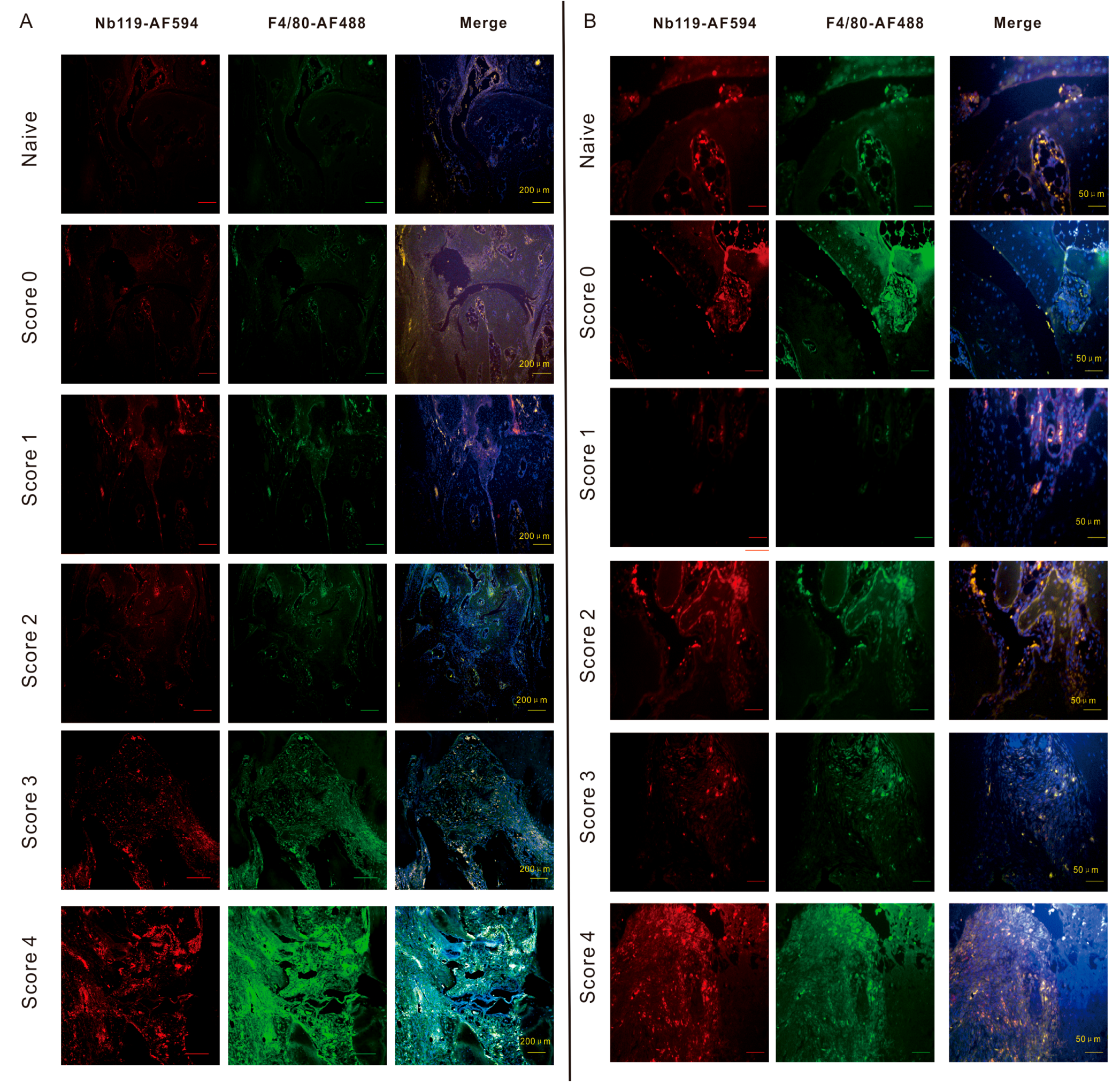 Ijms 20 03347 g005 Ijms 20 03347 g005