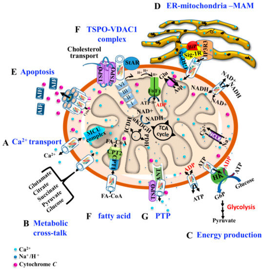 VDAC1 and the TSPO: Expression, Interactions, and Associated VDAC1 and the TSPO: Expression, Interactions, and Associated
