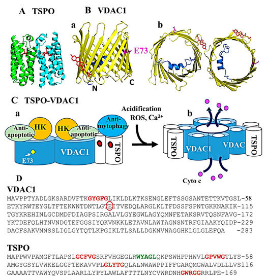 VDAC1 and the TSPO: Expression, Interactions, and Associated VDAC1 and the TSPO: Expression, Interactions, and Associated