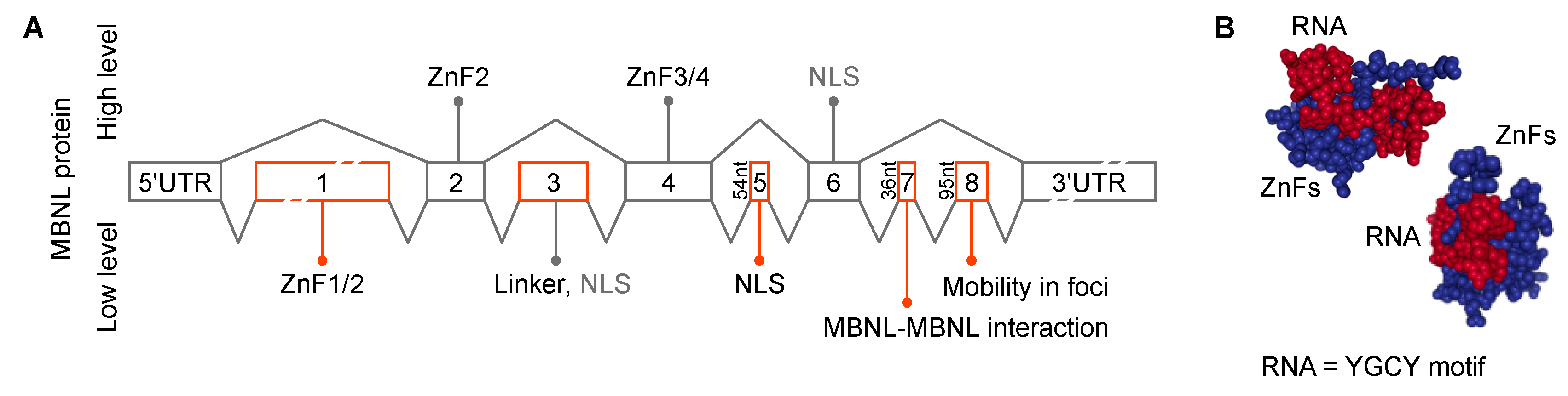 Ijms 20 03365 g005