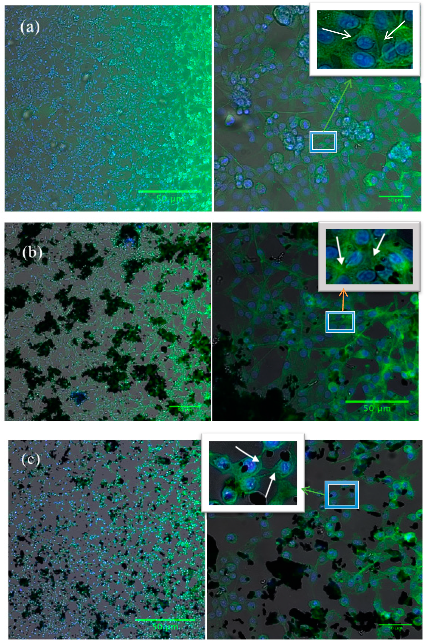 Ijms 20 03368 g007 Ijms 20 03368 g007