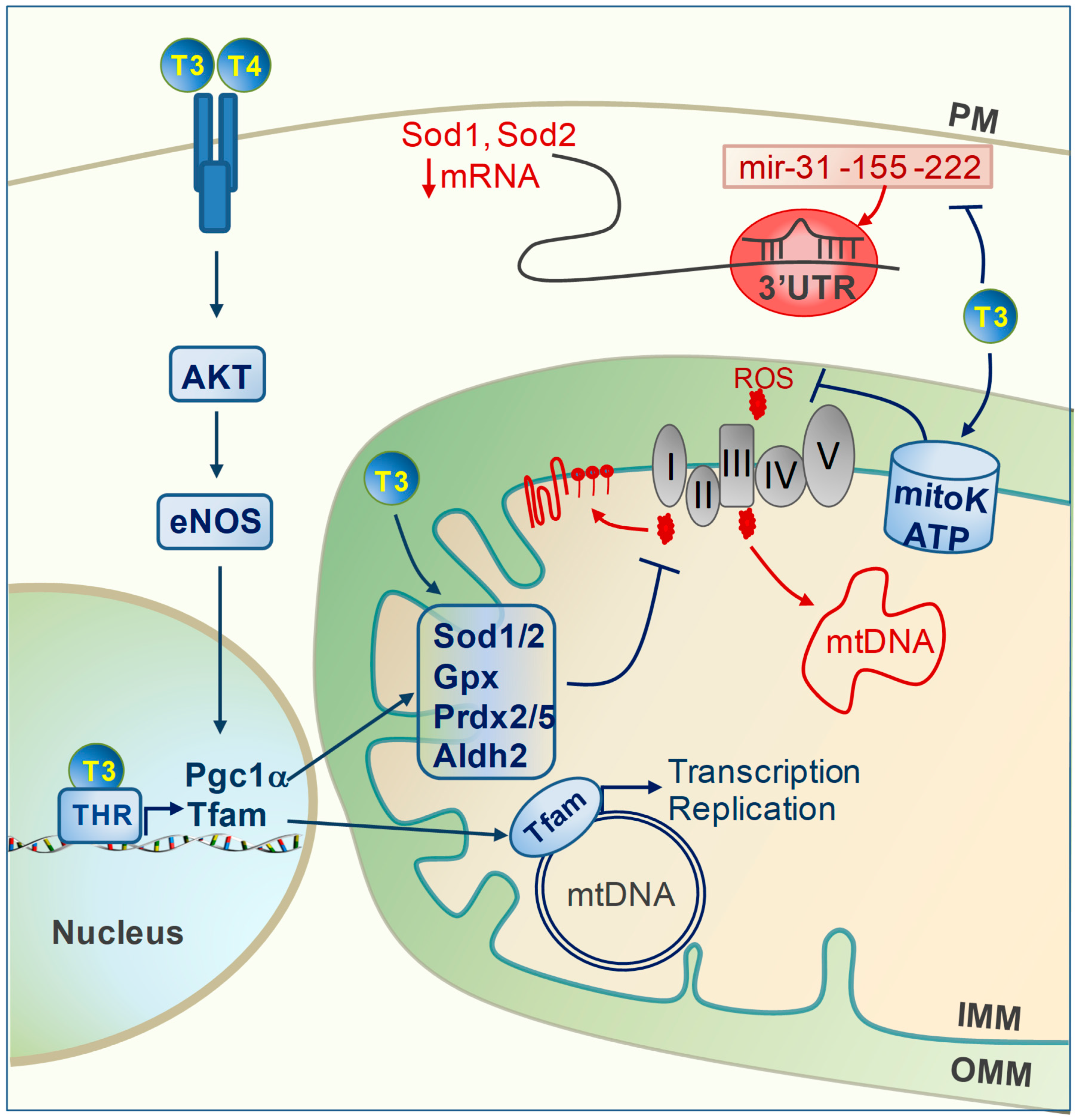 Ijms 20 03377 g001 Ijms 20 03377 g001