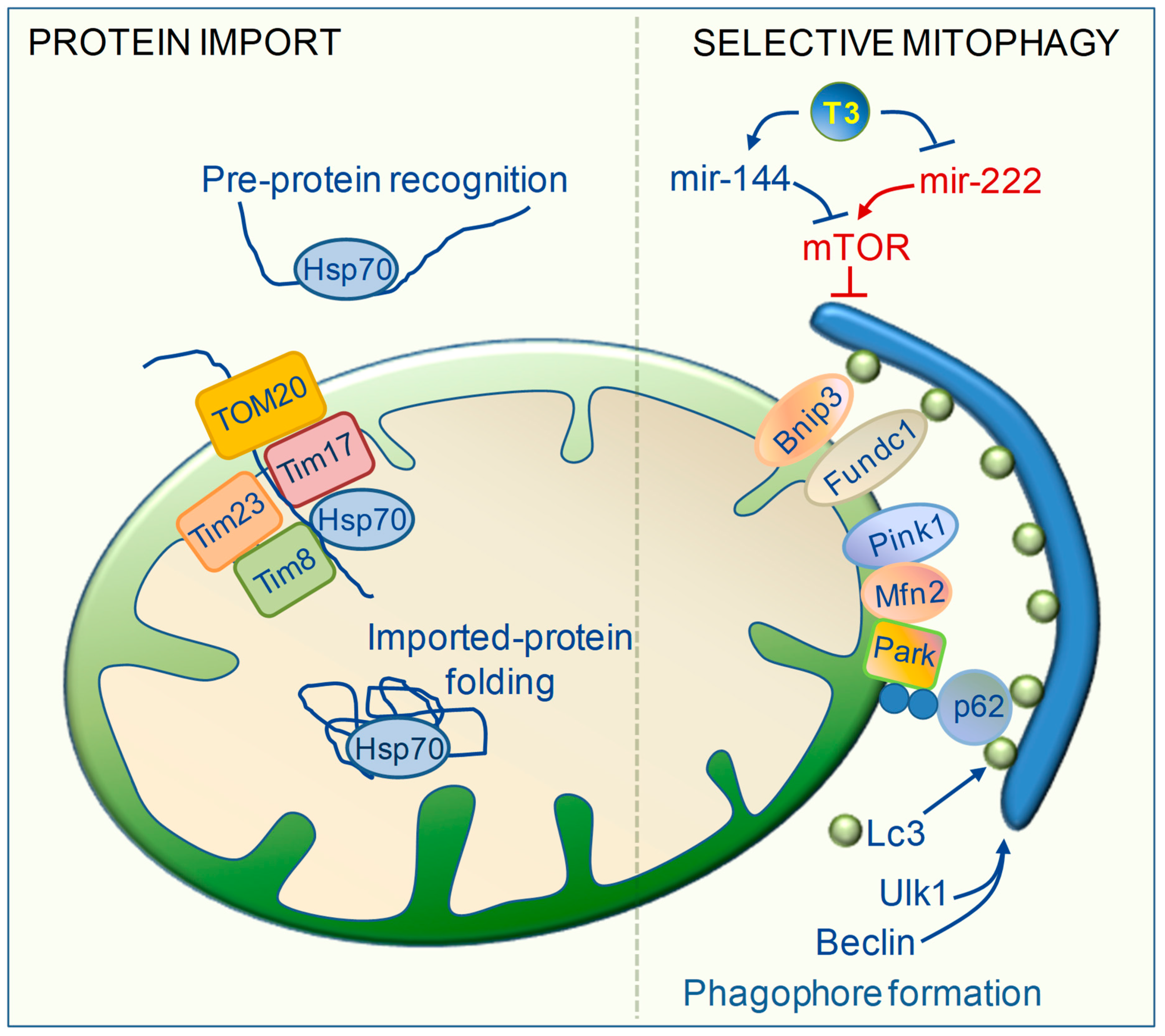 Ijms 20 03377 g005 Ijms 20 03377 g005