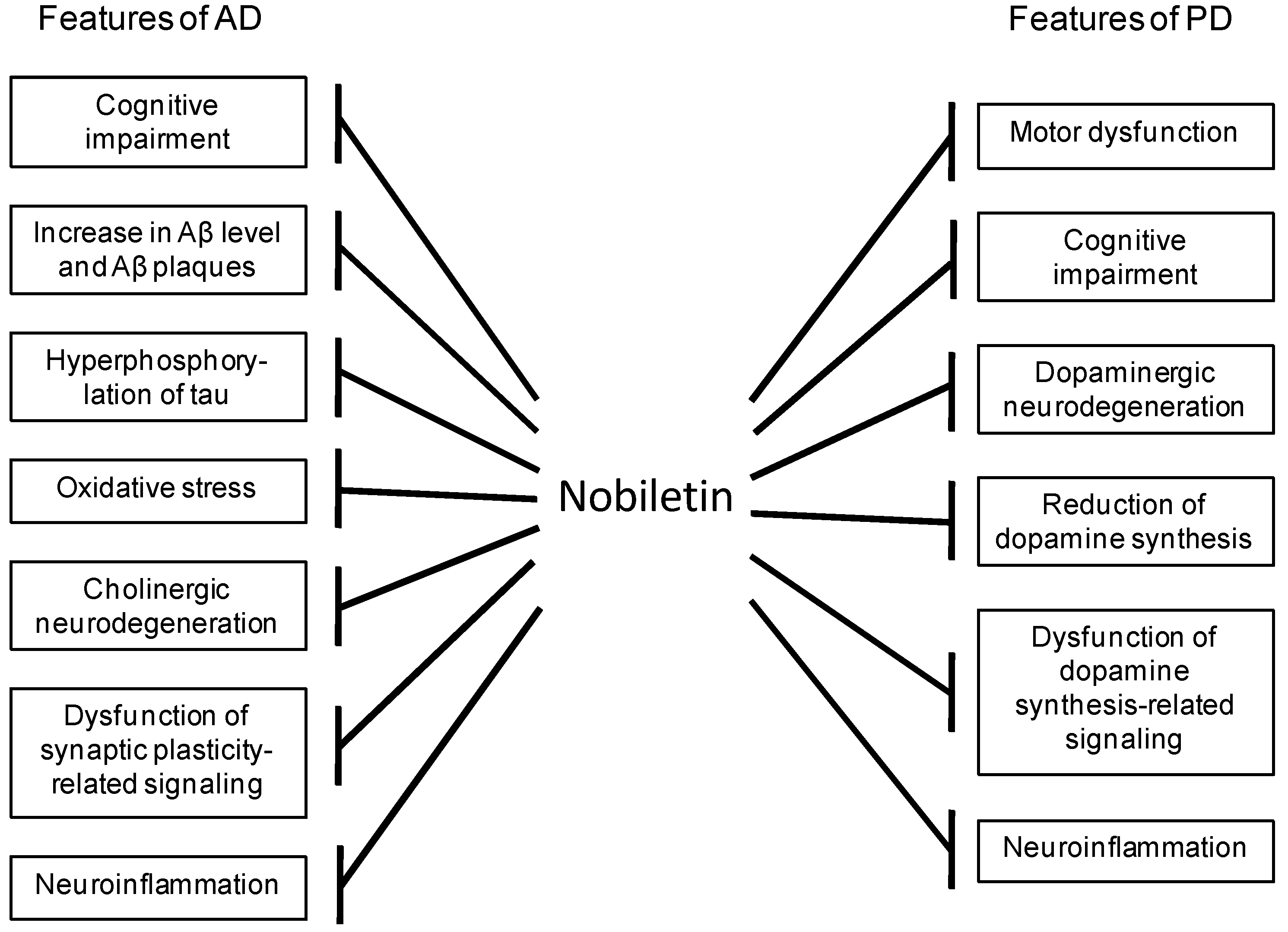 What are the cognitive benefits of nobiletin powder