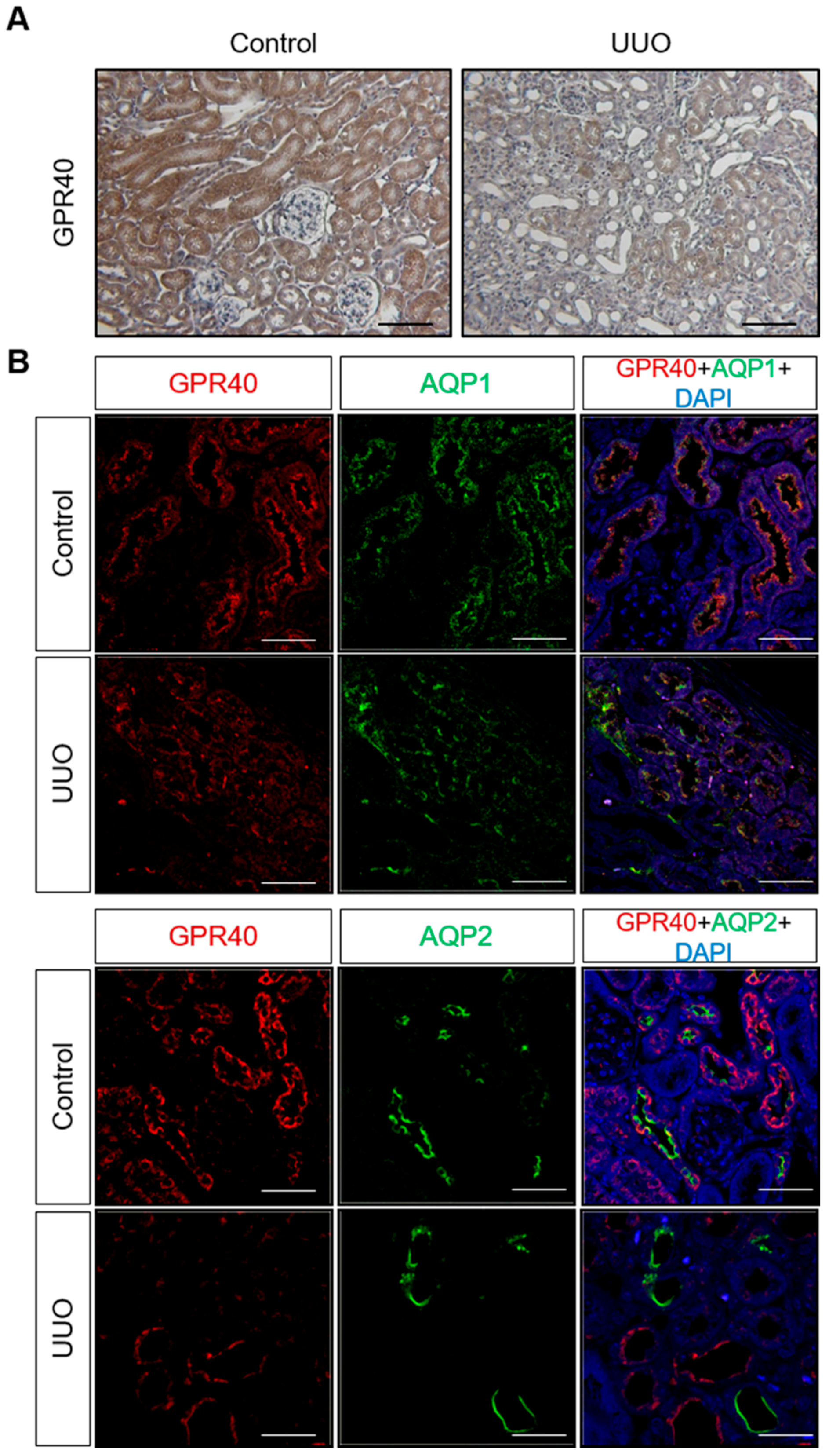 Ijms 20 03386 g002 Ijms 20 03386 g002