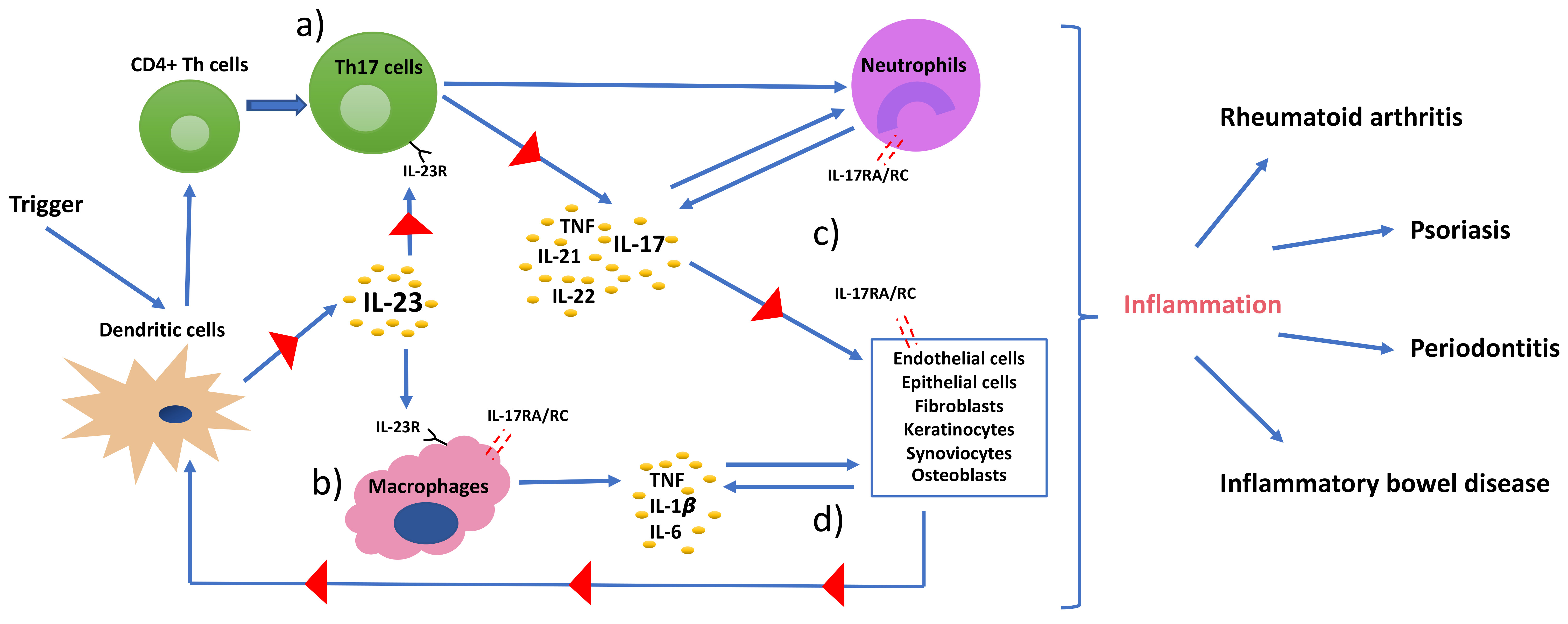 Ijms Free Full Text Th17 Cells And The Il 23 Il 17 Axis In The Pathogenesis Of Periodontitis And Immune Mediated Inflammatory Diseases Html