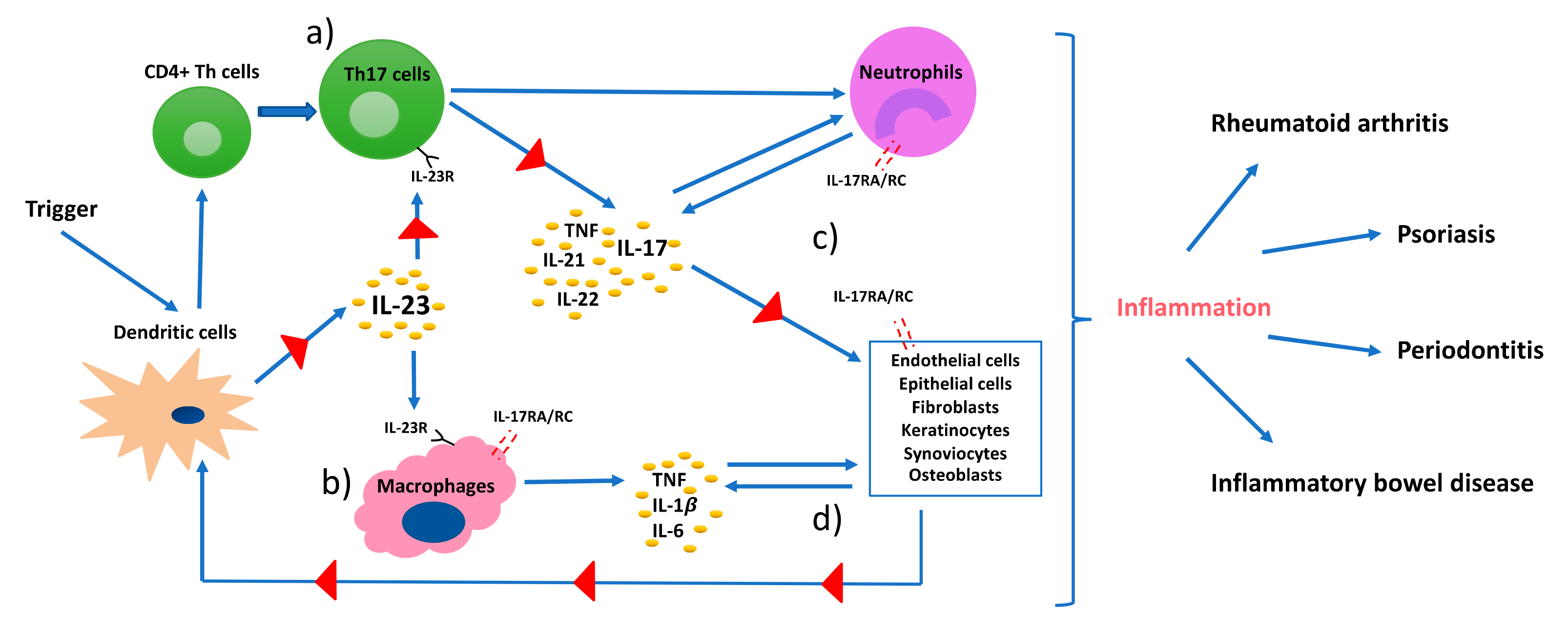 Ijms Free Full Text Th17 Cells And The Il 23 Il 17 Axis In The Pathogenesis Of Periodontitis And Immune Mediated Inflammatory Diseases Html