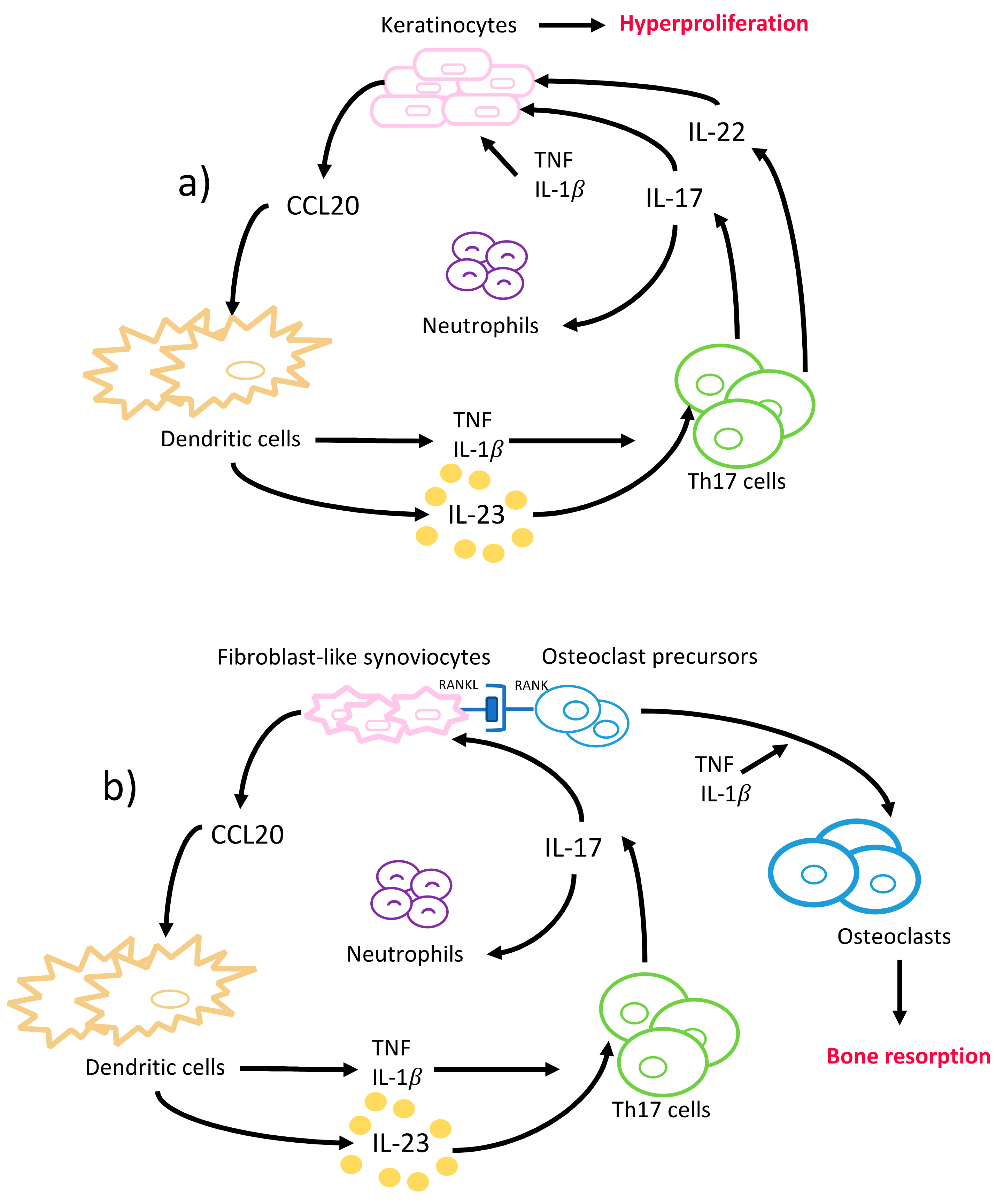 Ijms Free Full Text Th17 Cells And The Il 23 Il 17 Axis In The Pathogenesis Of Periodontitis And Immune Mediated Inflammatory Diseases Html