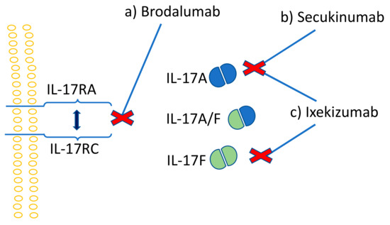Ijms Free Full Text Th17 Cells And The Il 23 Il 17 Axis In The Pathogenesis Of Periodontitis And Immune Mediated Inflammatory Diseases Html