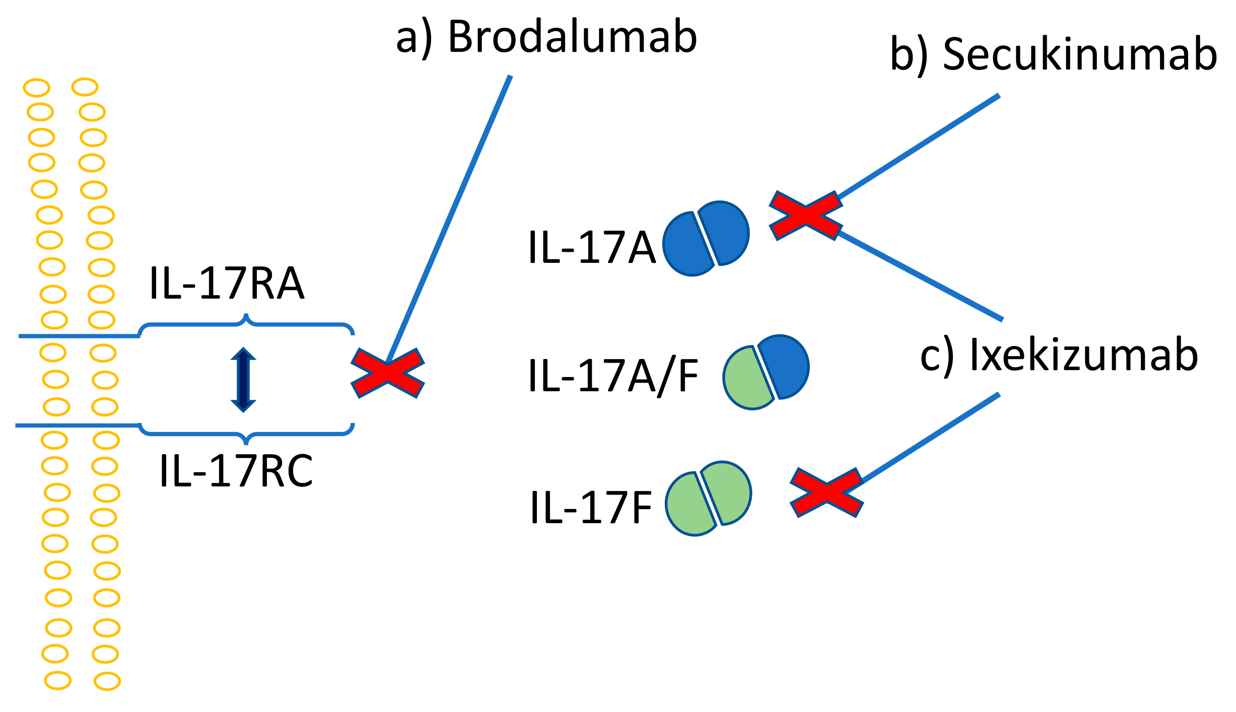 Ijms Free Full Text Th17 Cells And The Il 23 Il 17 Axis In The Pathogenesis Of Periodontitis And Immune Mediated Inflammatory Diseases Html Ijms Free Full Text Th17 Cells And The Il 23 Il 17 Axis In The Pathogenesis Of Periodontitis And Immune Mediated Inflammatory Diseases Html