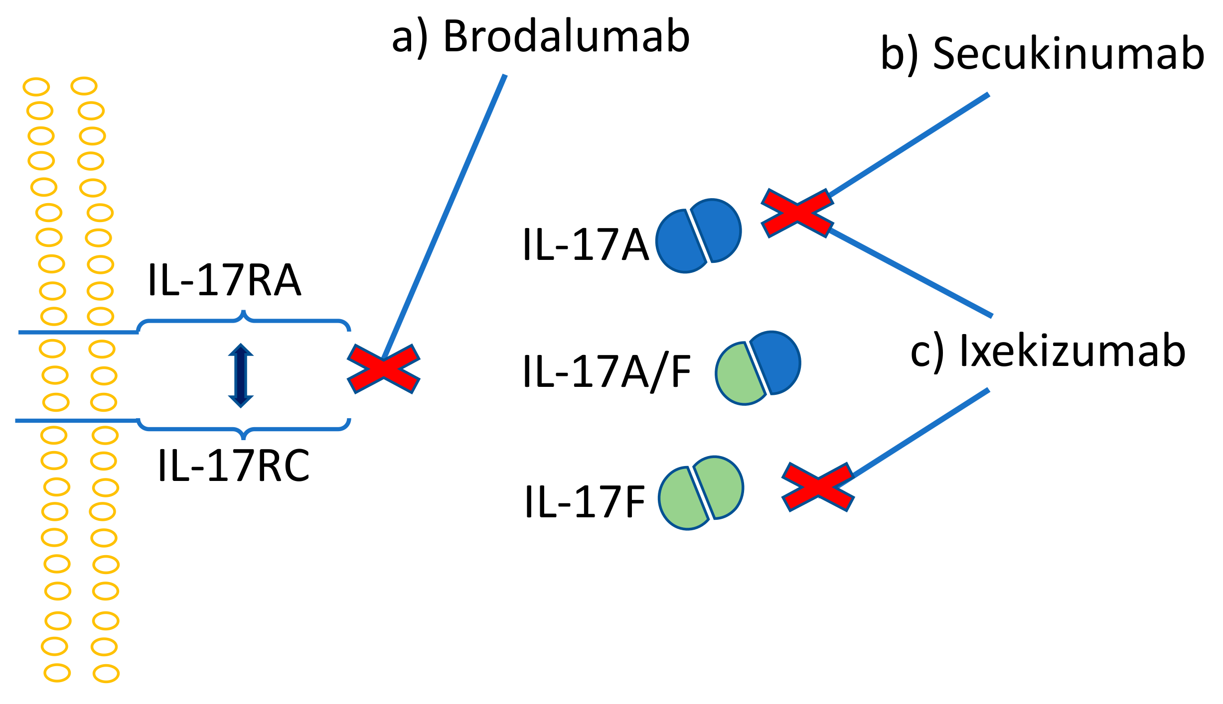 Ijms Free Full Text Th17 Cells And The Il 23 Il 17 Axis In The Pathogenesis Of Periodontitis And Immune Mediated Inflammatory Diseases Html