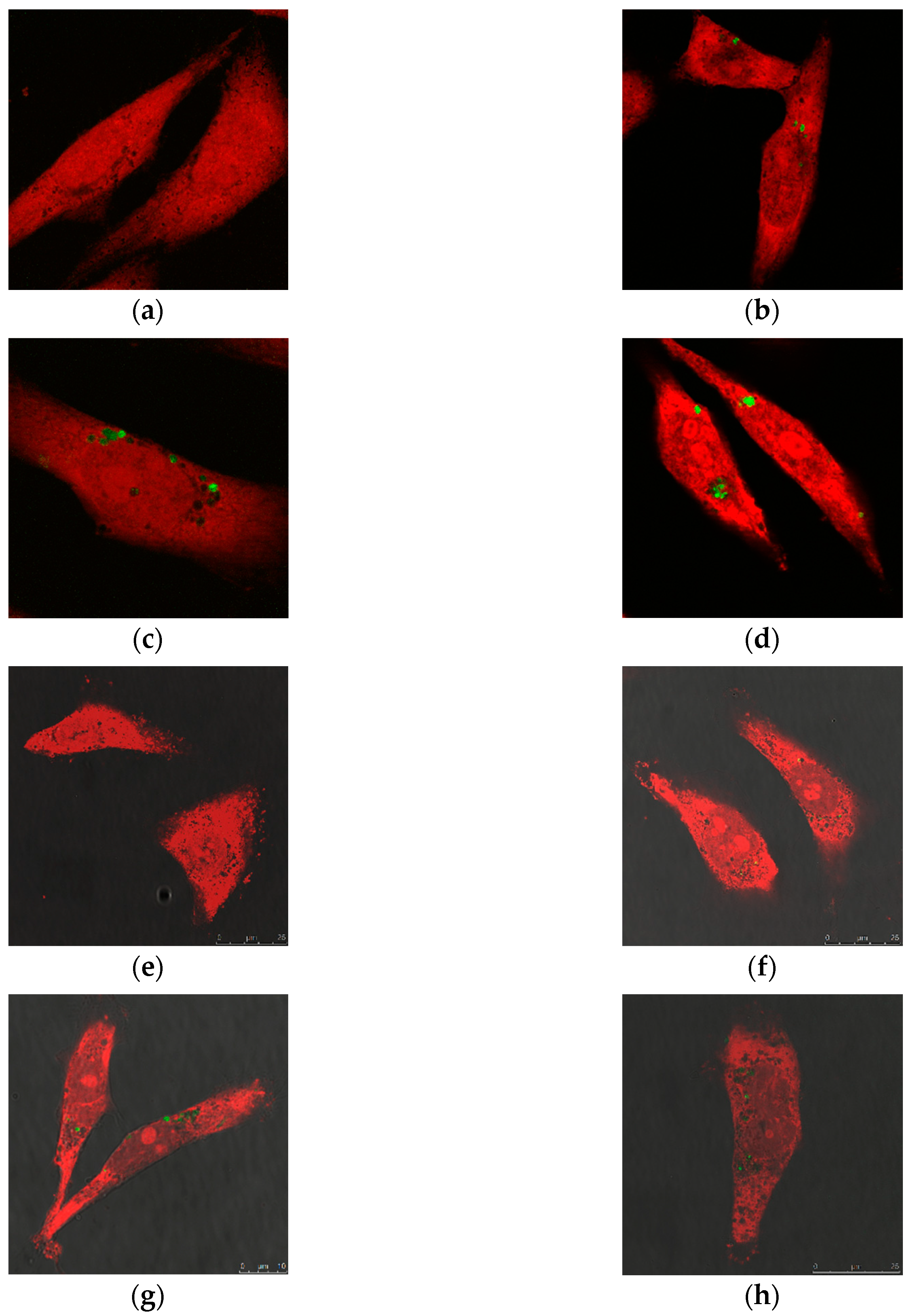 Ijms 20 03408 g002