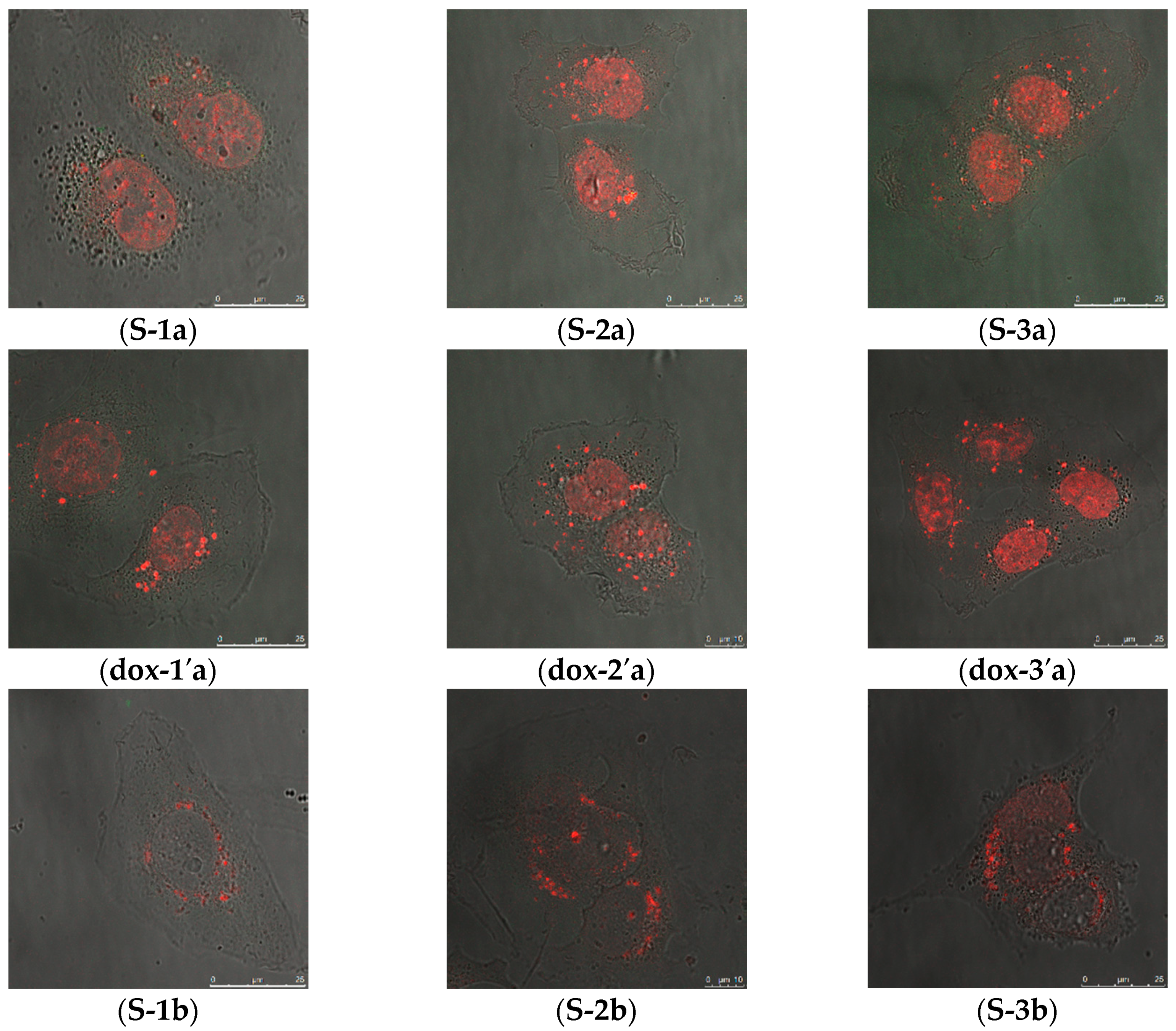 Ijms Free Full Text Comparison Of Polydopamine Coated Mesoporous Silica Nanorods And Spheres For The Delivery Of Hydrophilic And Hydrophobic Anticancer Drugs Html