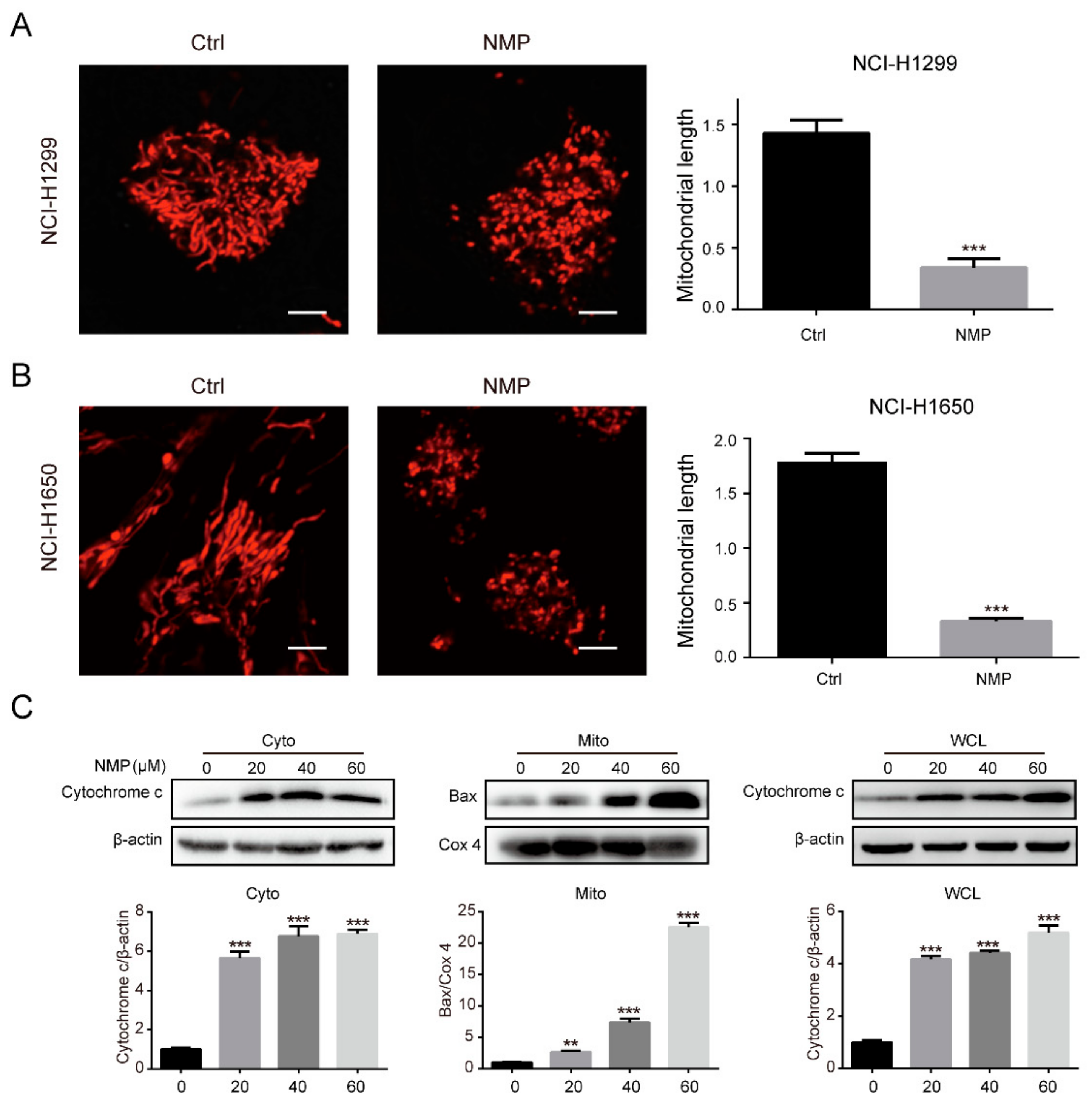 Ijms 20 03415 g003 Ijms 20 03415 g003