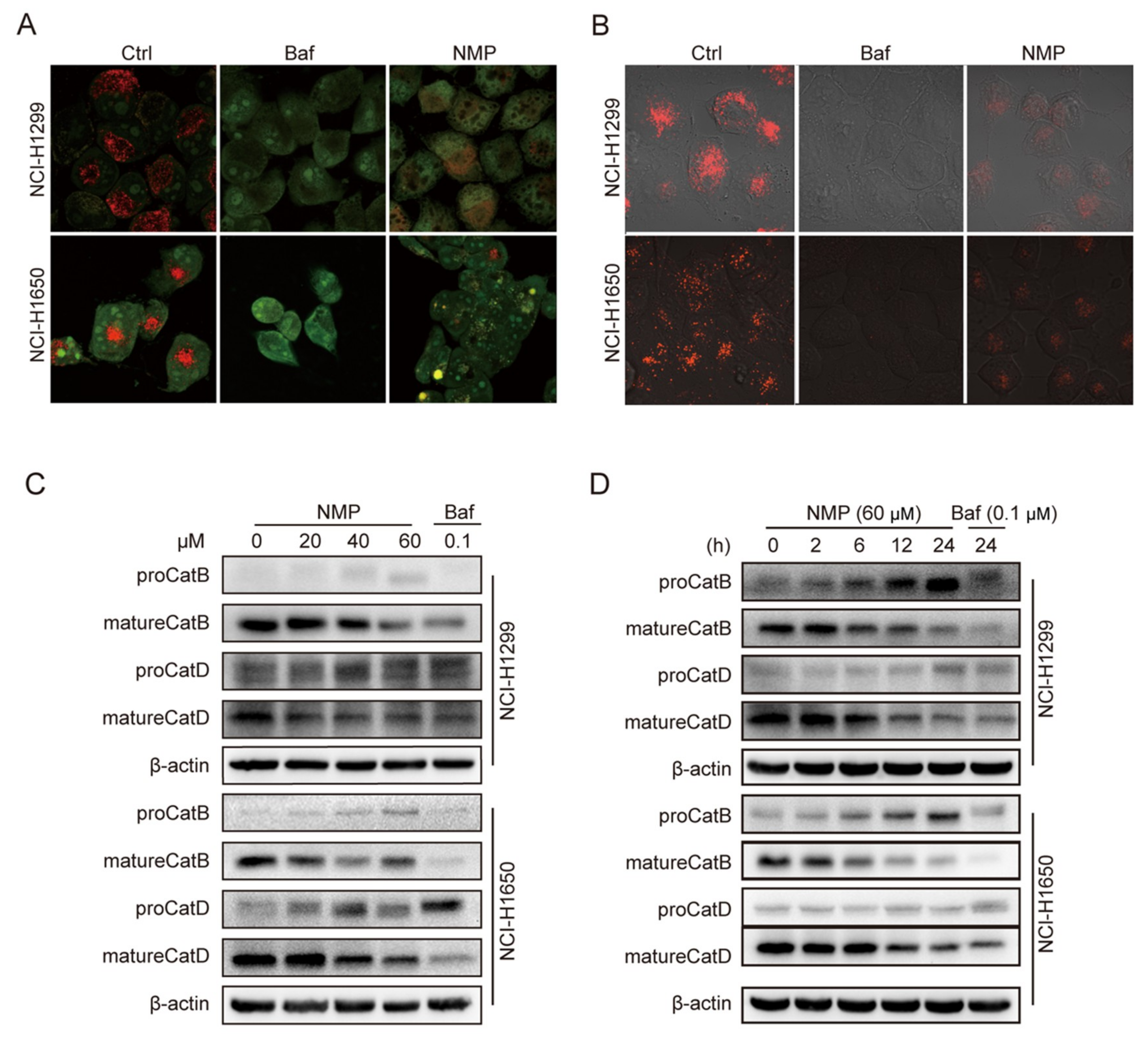 Ijms 20 03415 g008 Ijms 20 03415 g008