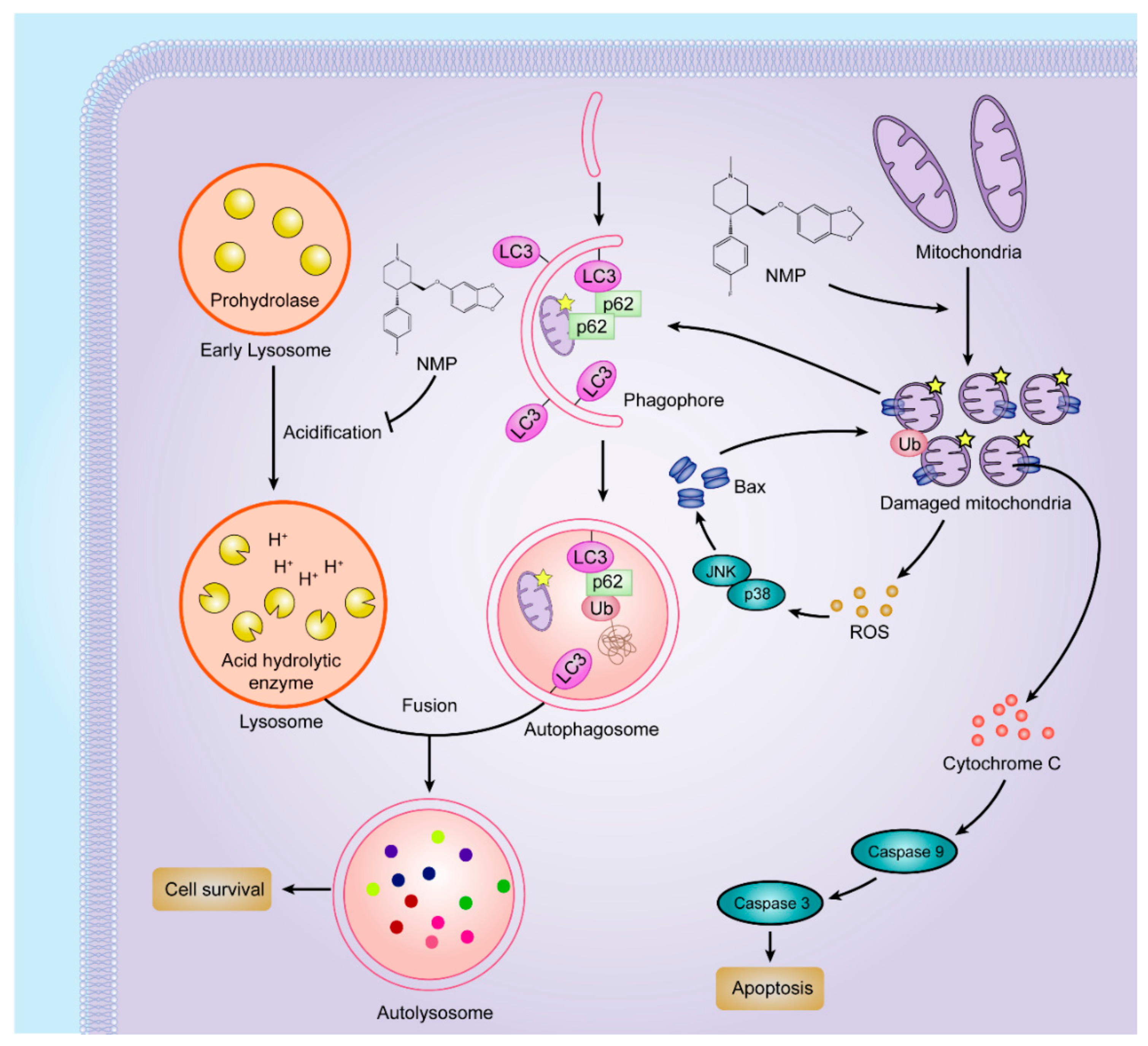 Ijms 20 03415 g009 Ijms 20 03415 g009