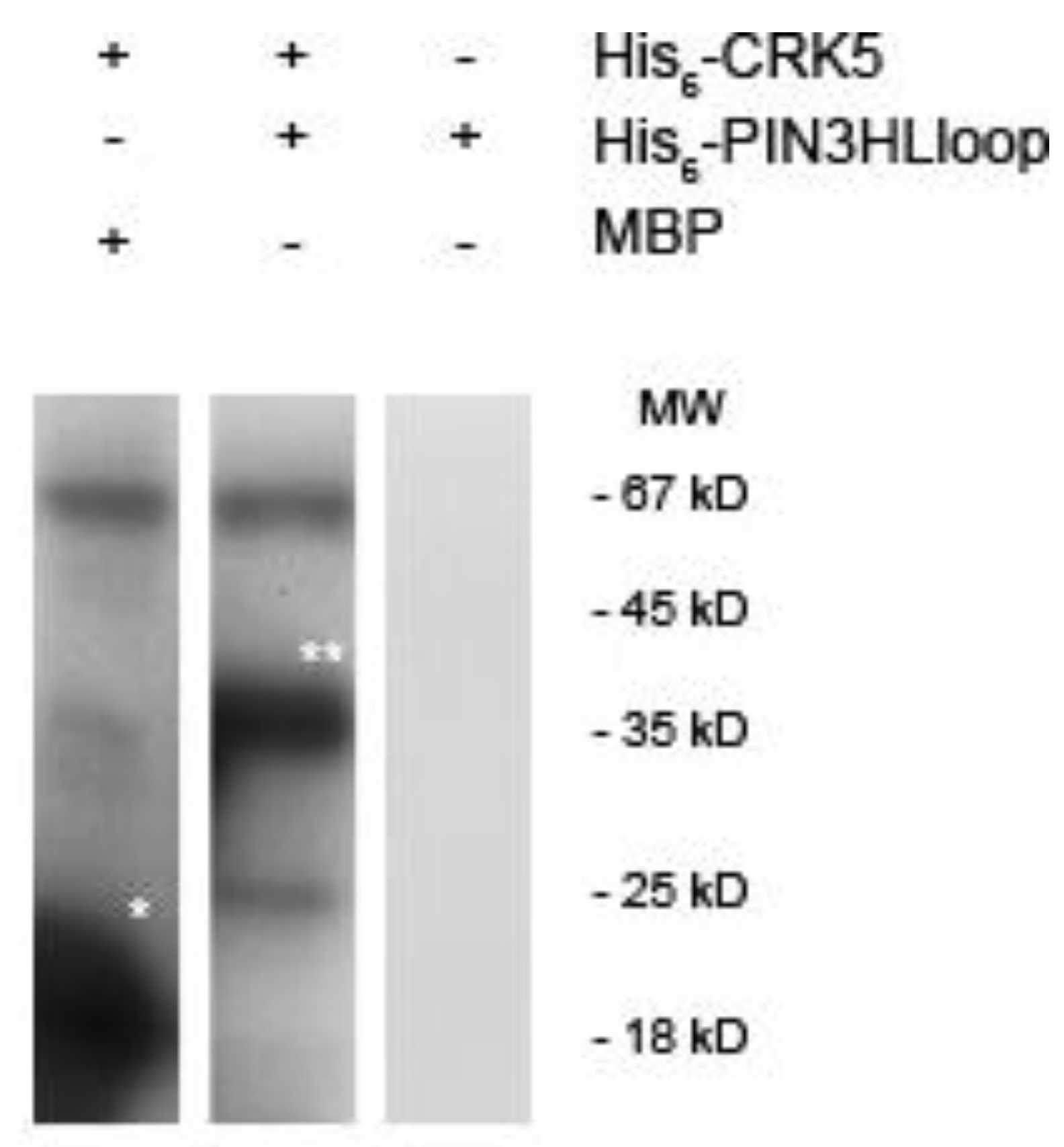 Ijms 20 03432 g007 Ijms 20 03432 g007