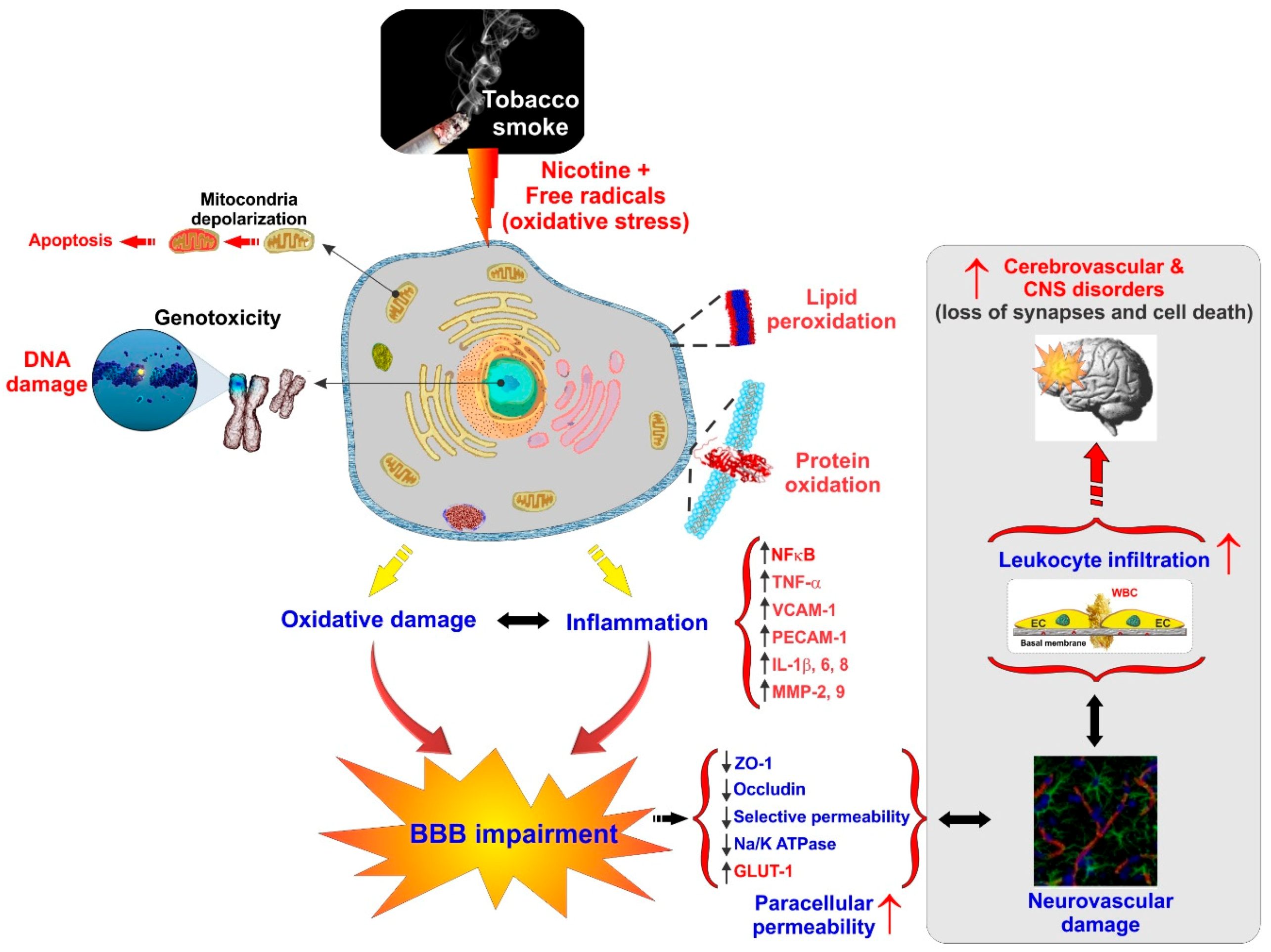 Cerebrovascular and Neurological Disorders: Protective Role