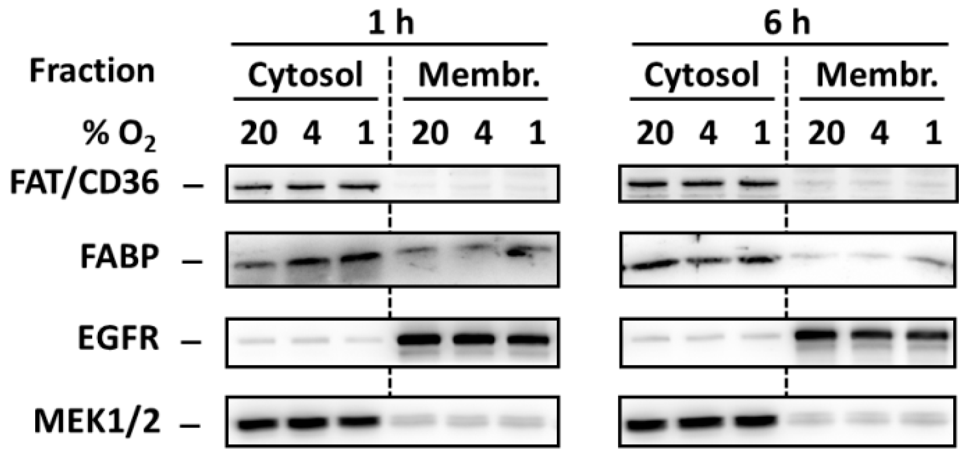 Ijms 20 03441 g005