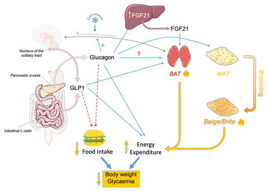 IJMS | Free Full-Text | Glucagon, GLP-1 and Thermogenesis | HTML