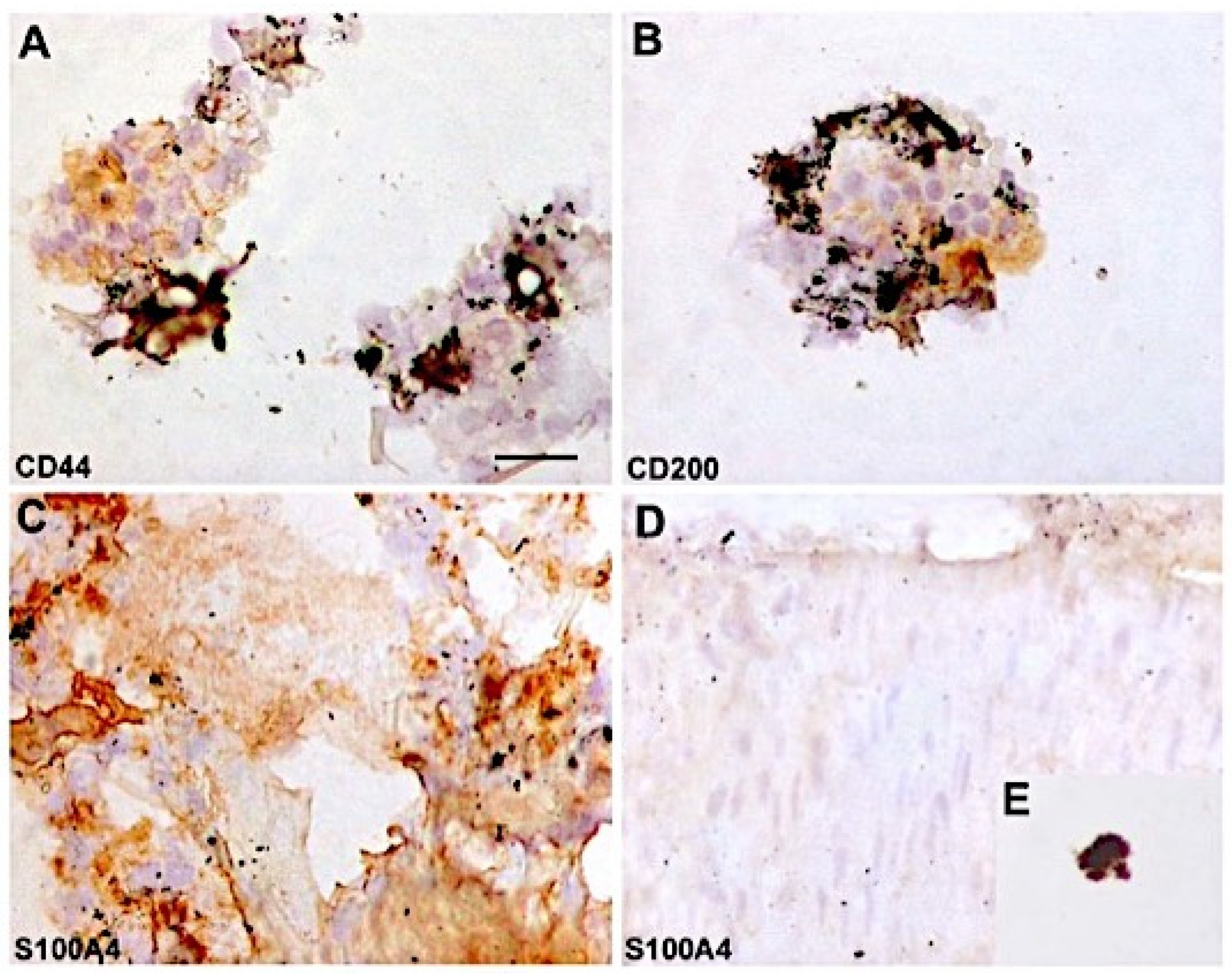 Ijms 20 03446 g004