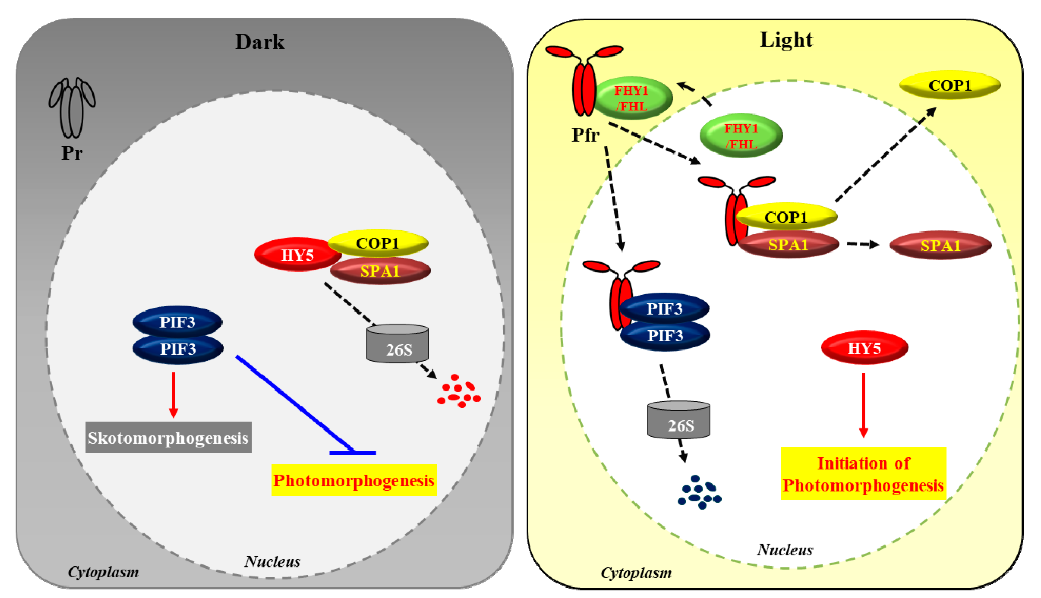 IJMS  Free FullText  Plant Phytochromes and their Phosphorylation