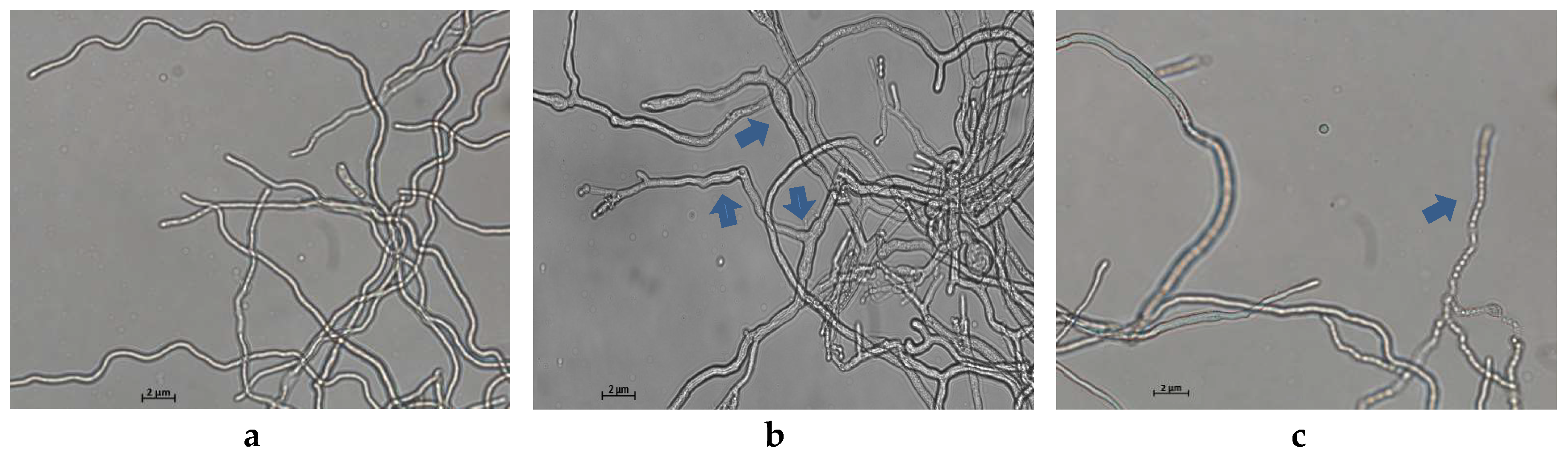 Ijms 20 03459 g003 Ijms 20 03459 g003