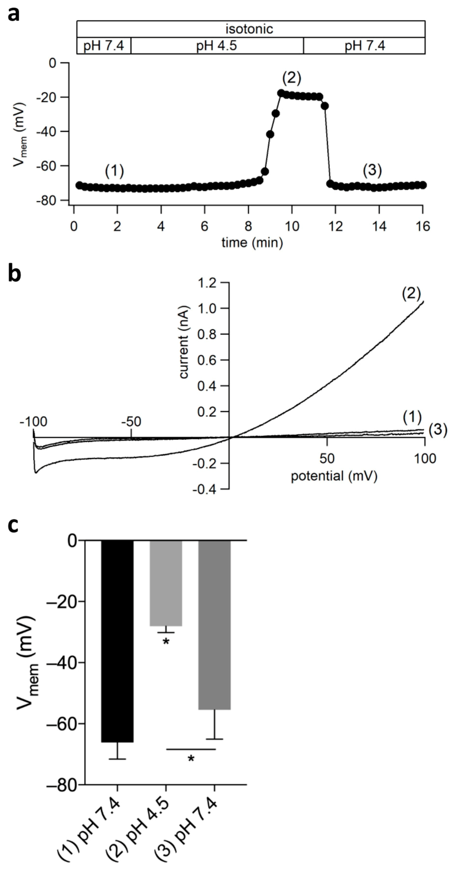 Ijms 20 03475 g007 Ijms 20 03475 g007