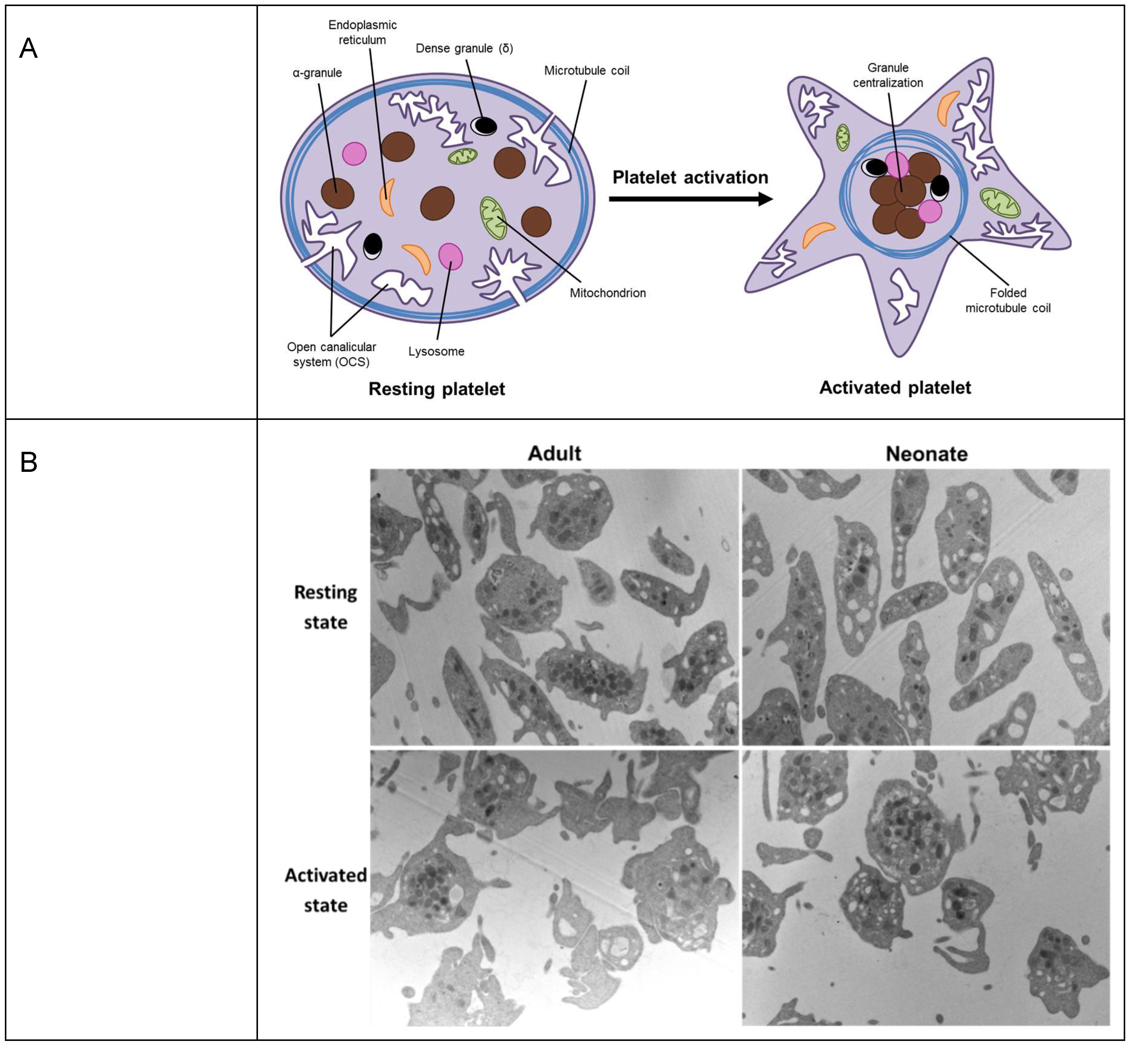 IJMS | Free Full-Text | Tubulin in Platelets: When the Shape Matters