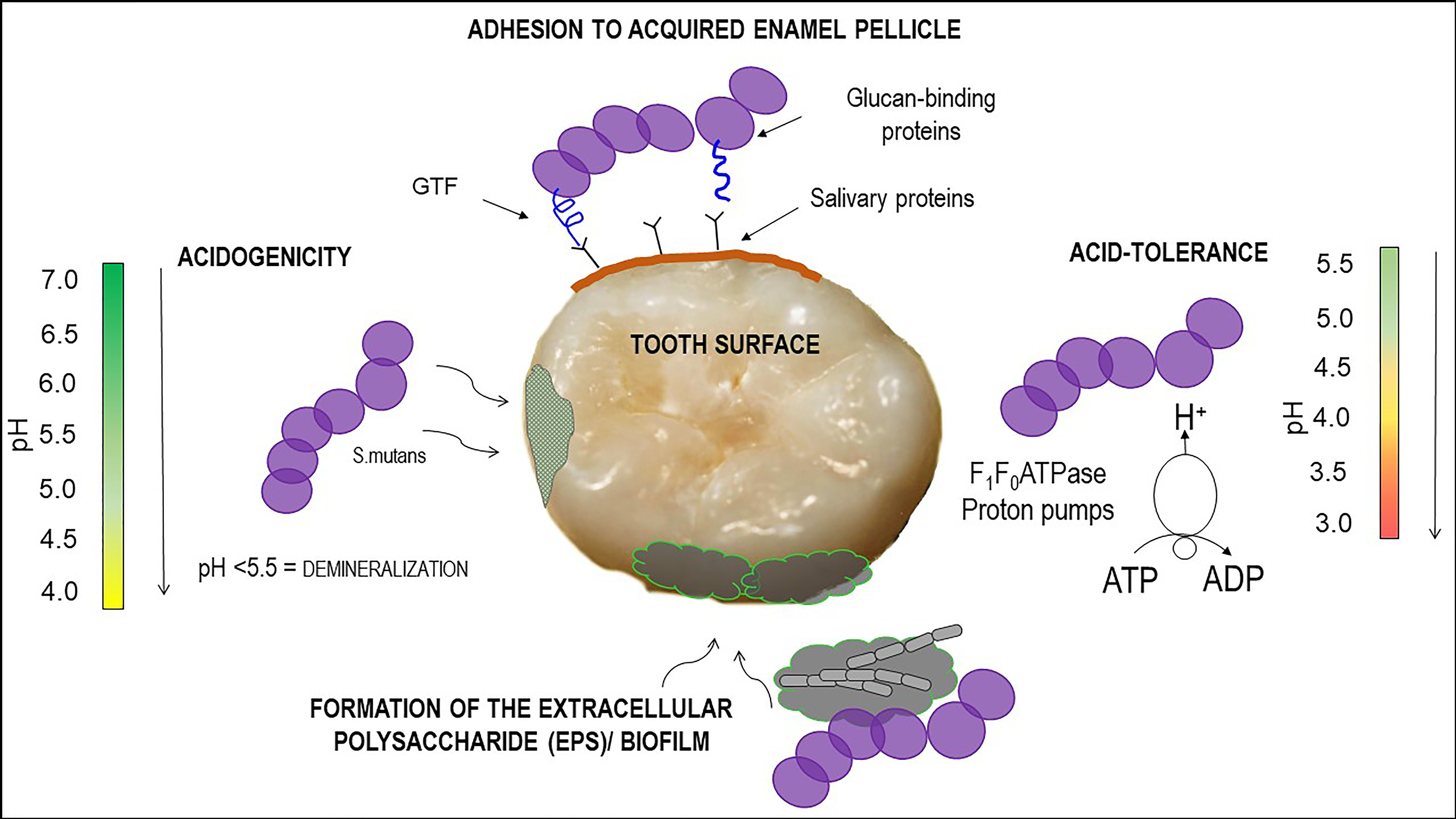 IJMS | Free Full-Text | A Novel Dental Sealant Containing