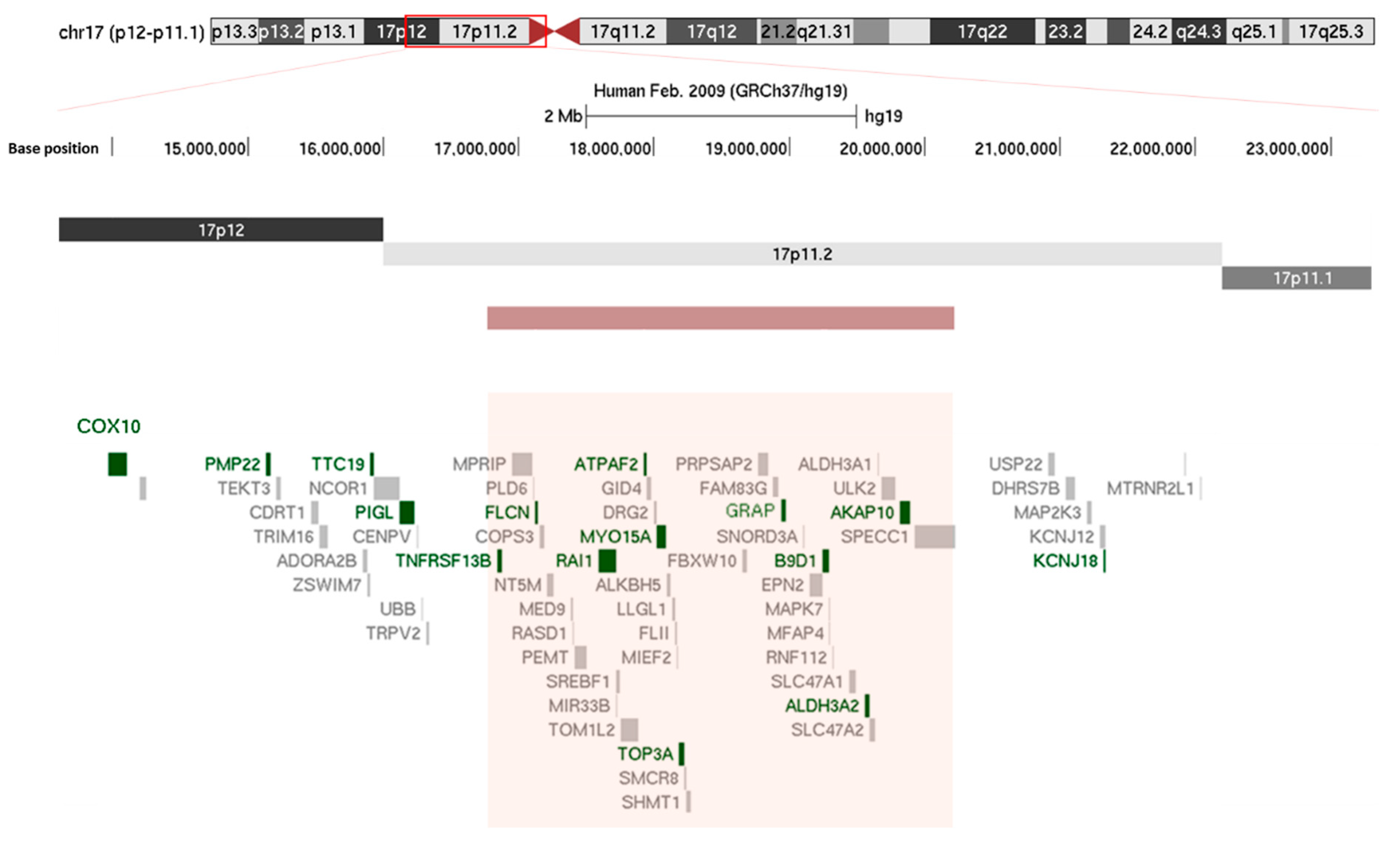 Ijms 20 03533 g001 Ijms 20 03533 g001