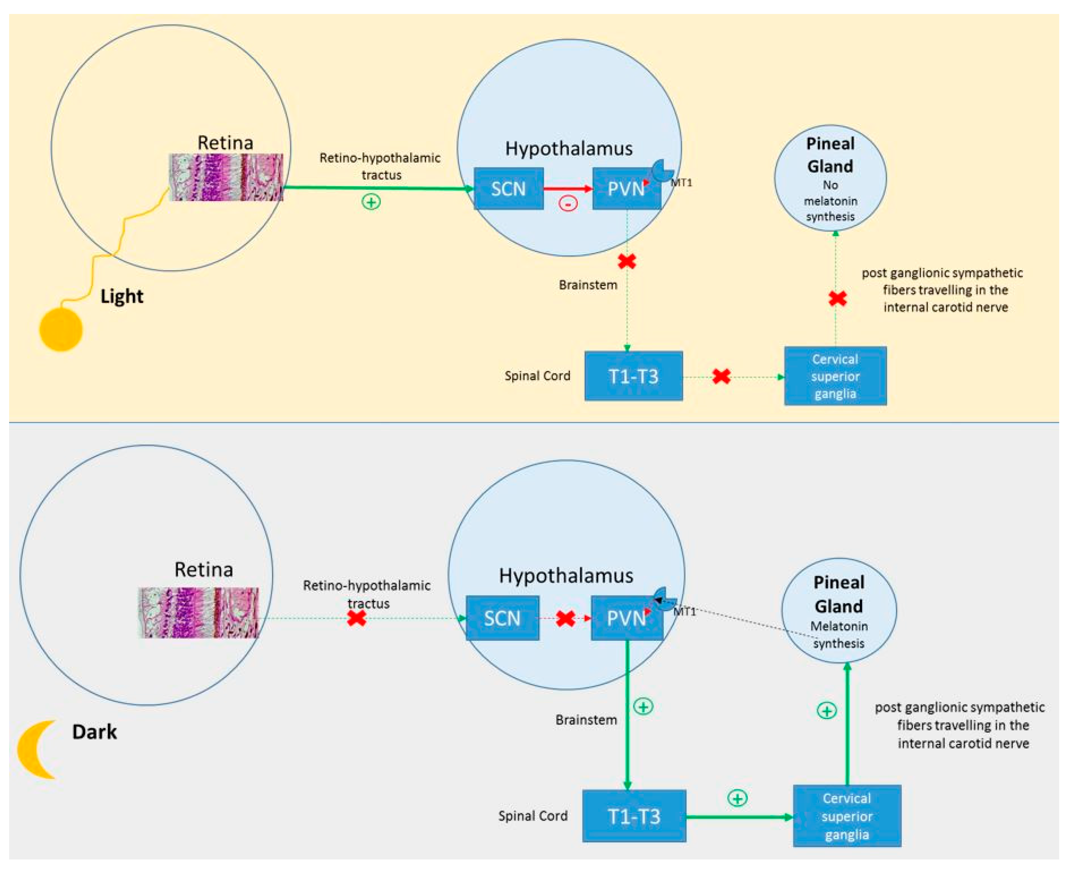 Ijms 20 03533 g002 Ijms 20 03533 g002