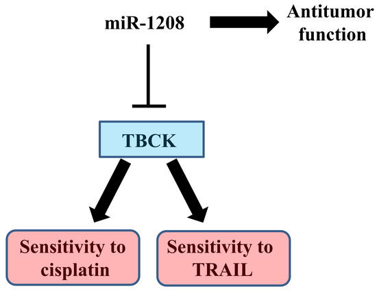 Ijms Free Full Text Mir 18 Increases The Sensitivity To Cisplatin By Targeting Tbck In Renal Cancer Cells