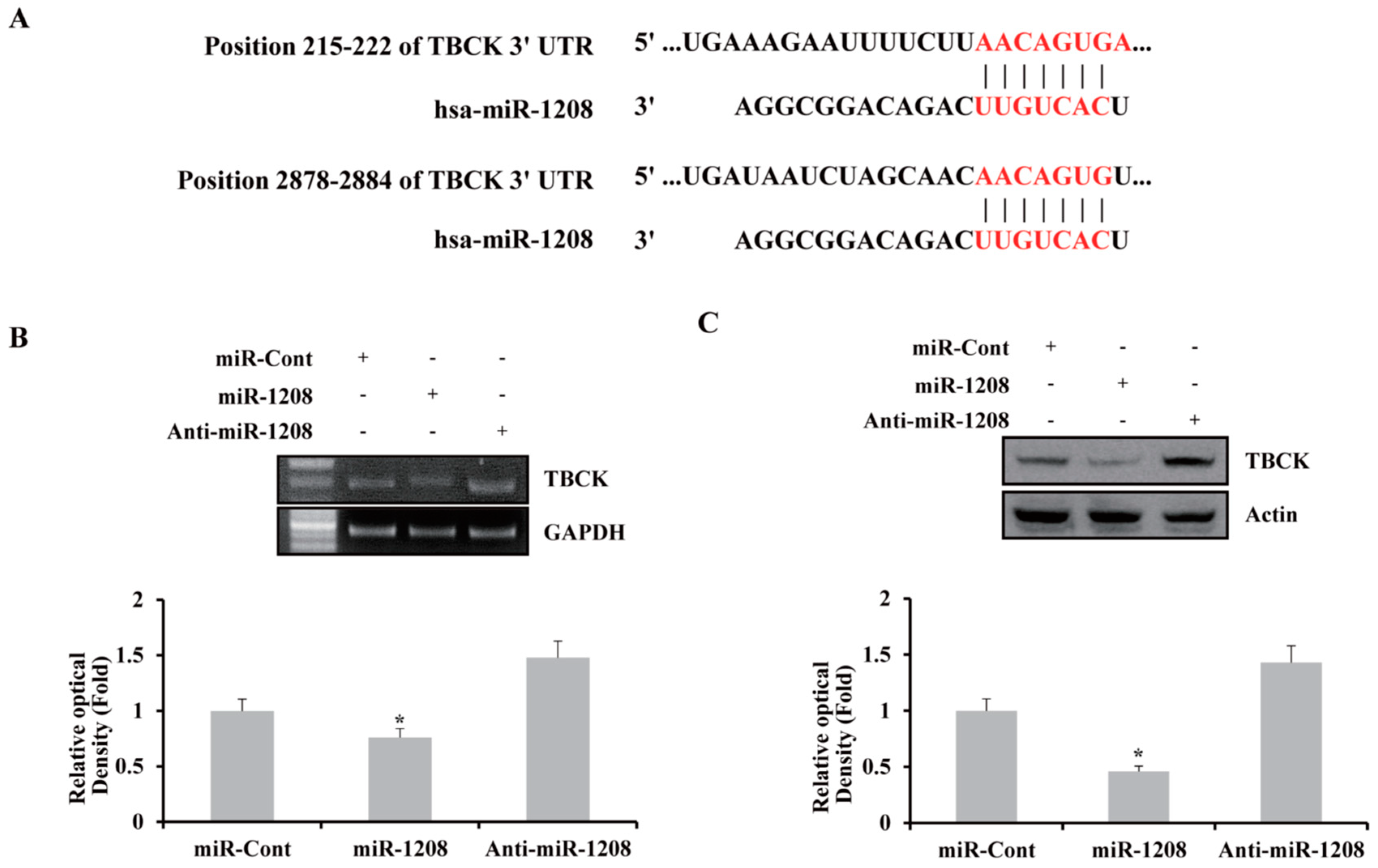 Ijms Free Full Text Mir 18 Increases The Sensitivity To Cisplatin By Targeting Tbck In Renal Cancer Cells