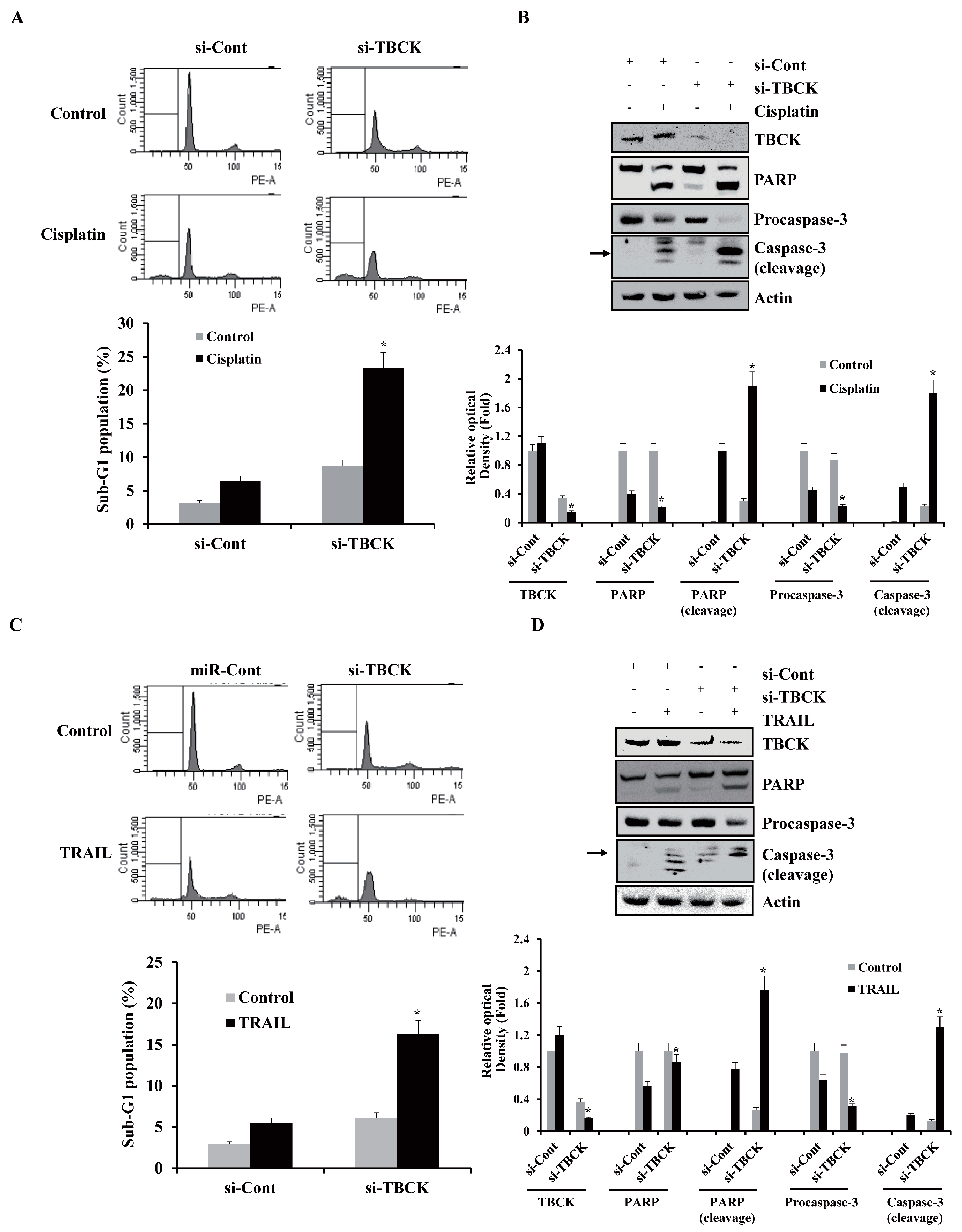 Ijms Free Full Text Mir 18 Increases The Sensitivity To Cisplatin By Targeting Tbck In Renal Cancer Cells