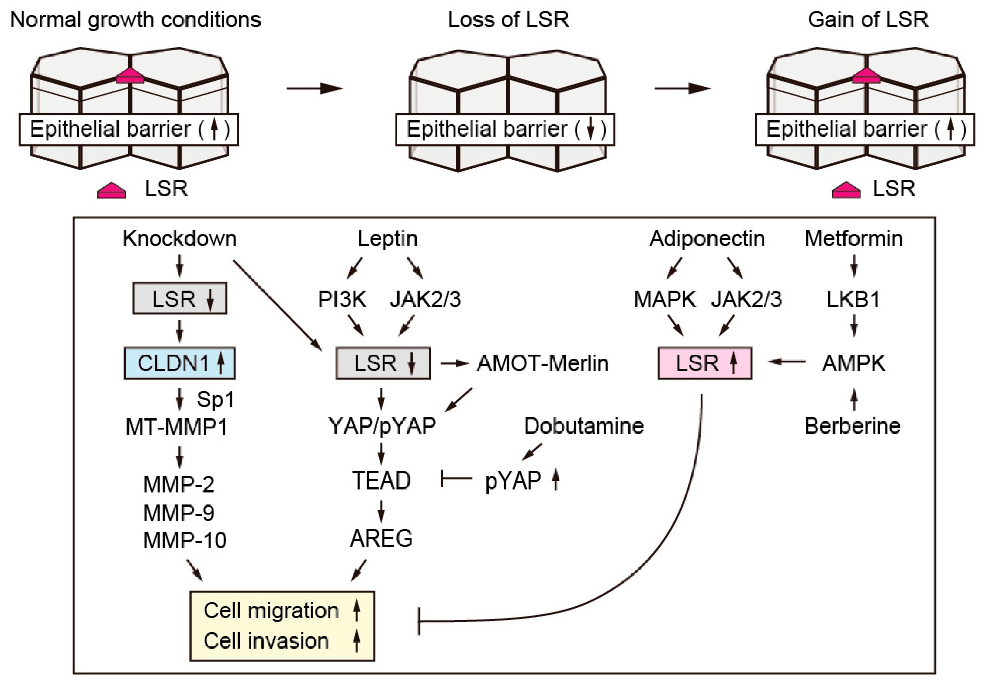 Ijms 20 03555 g003