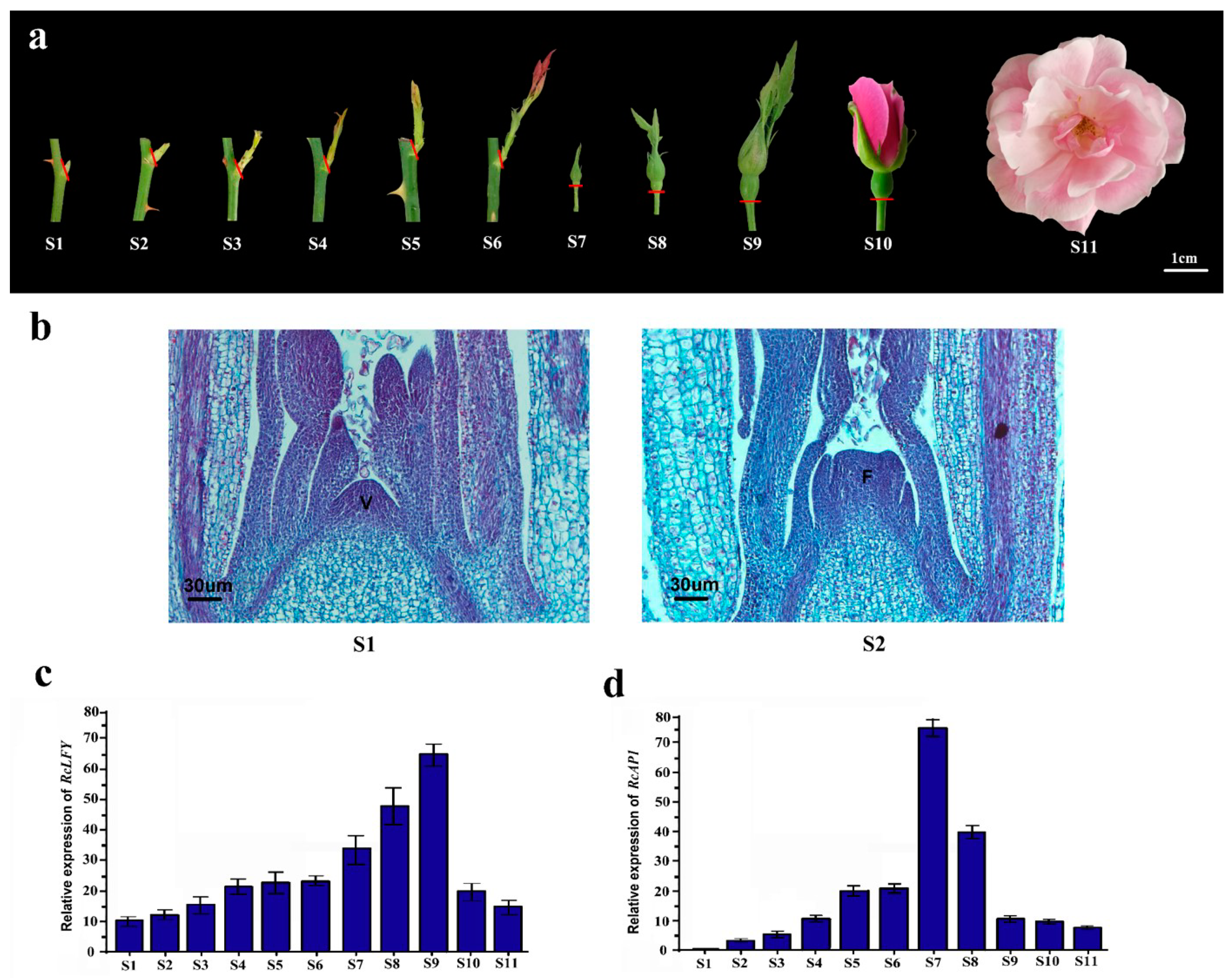 Ijms 20 03557 g002 Ijms 20 03557 g002