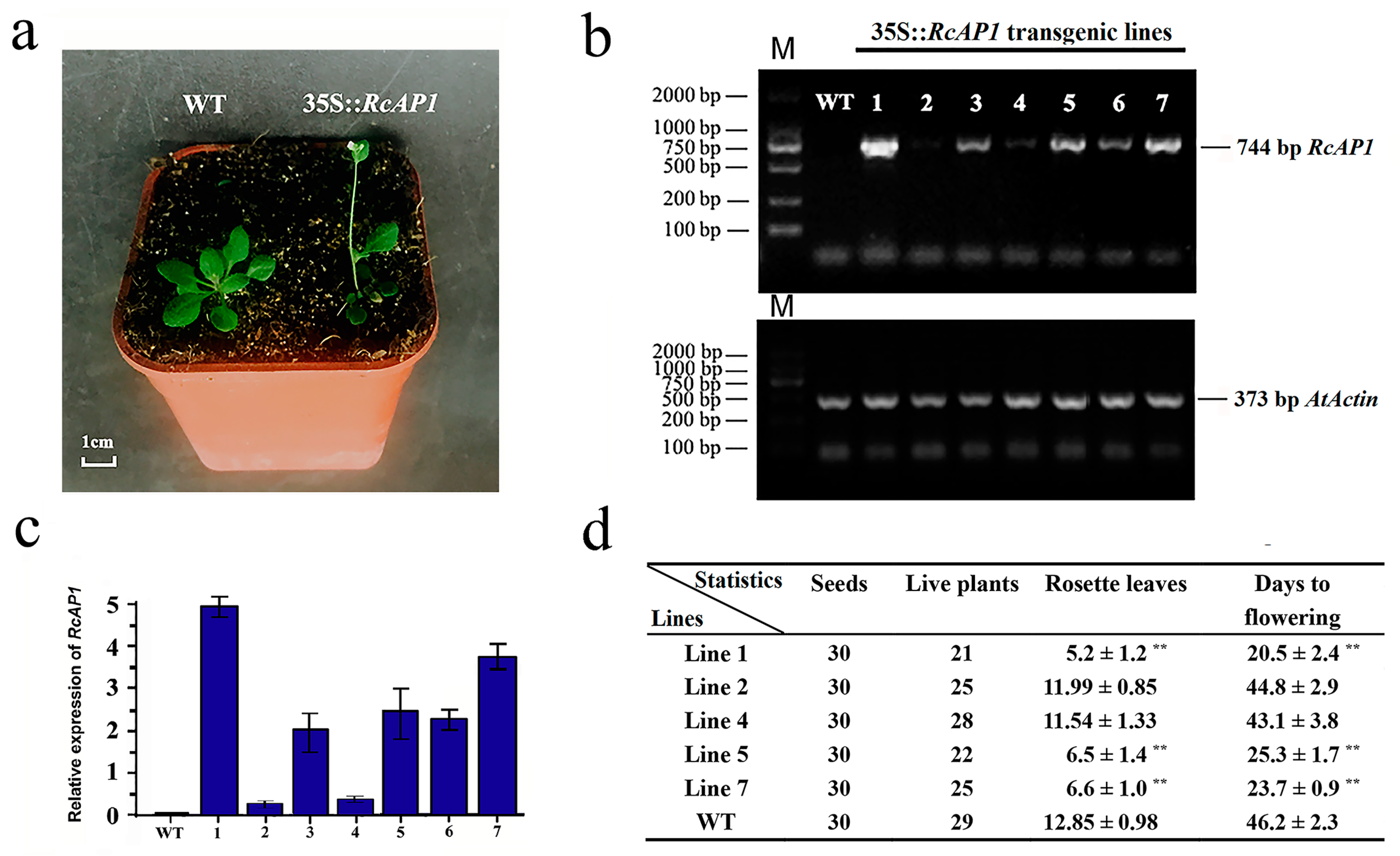 Ijms 20 03557 g006 Ijms 20 03557 g006