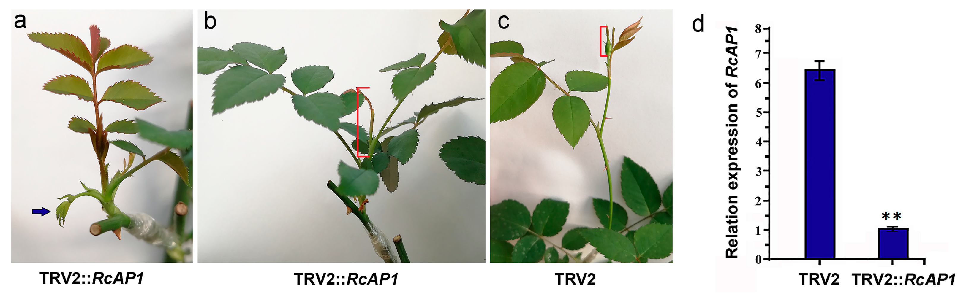 Ijms 20 03557 g007 Ijms 20 03557 g007