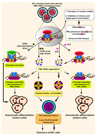 Ijms Special Issue Drug Resistance In Hematologic Malignancies