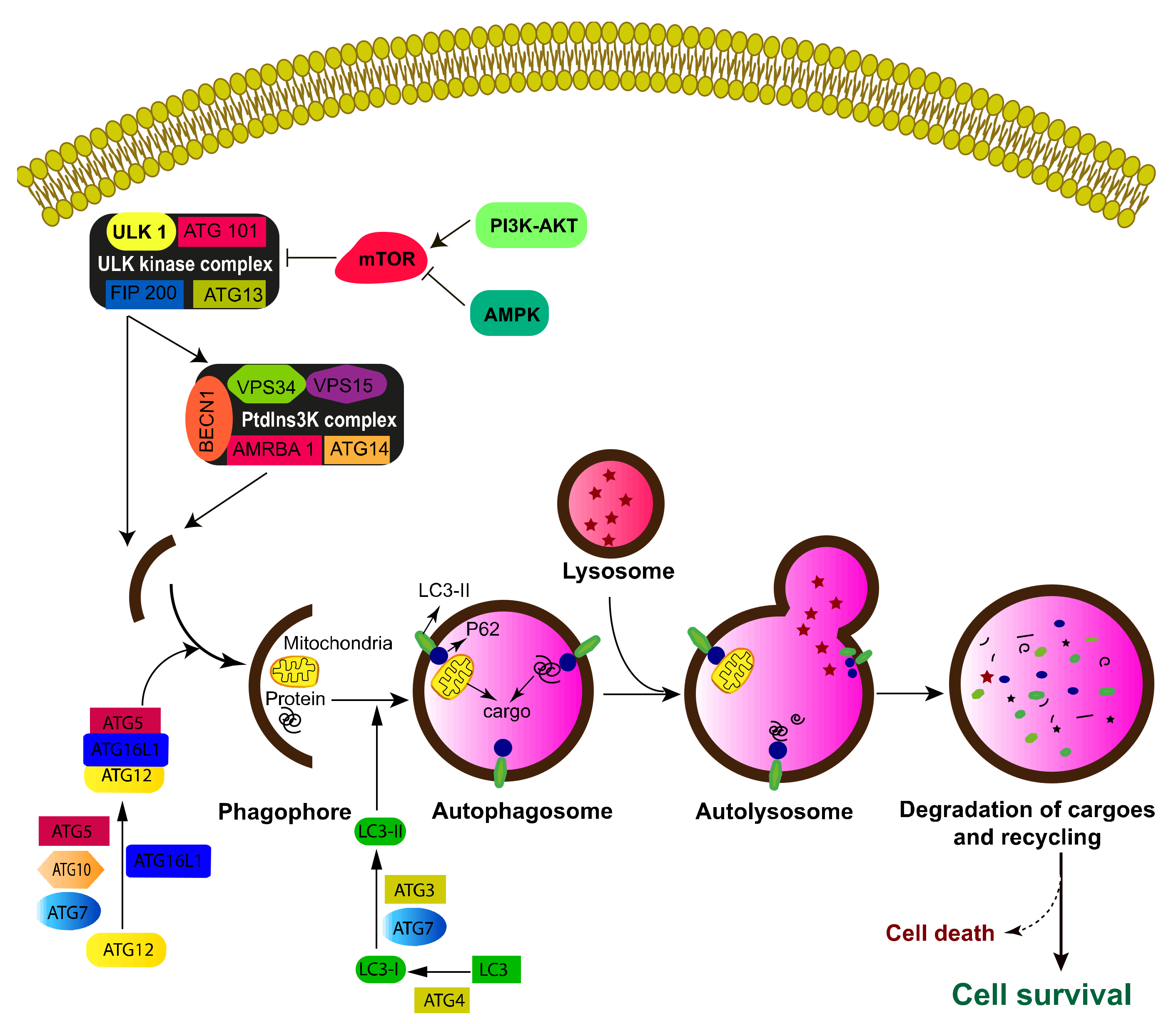 Ijms 20 03559 g002 Ijms 20 03559 g002