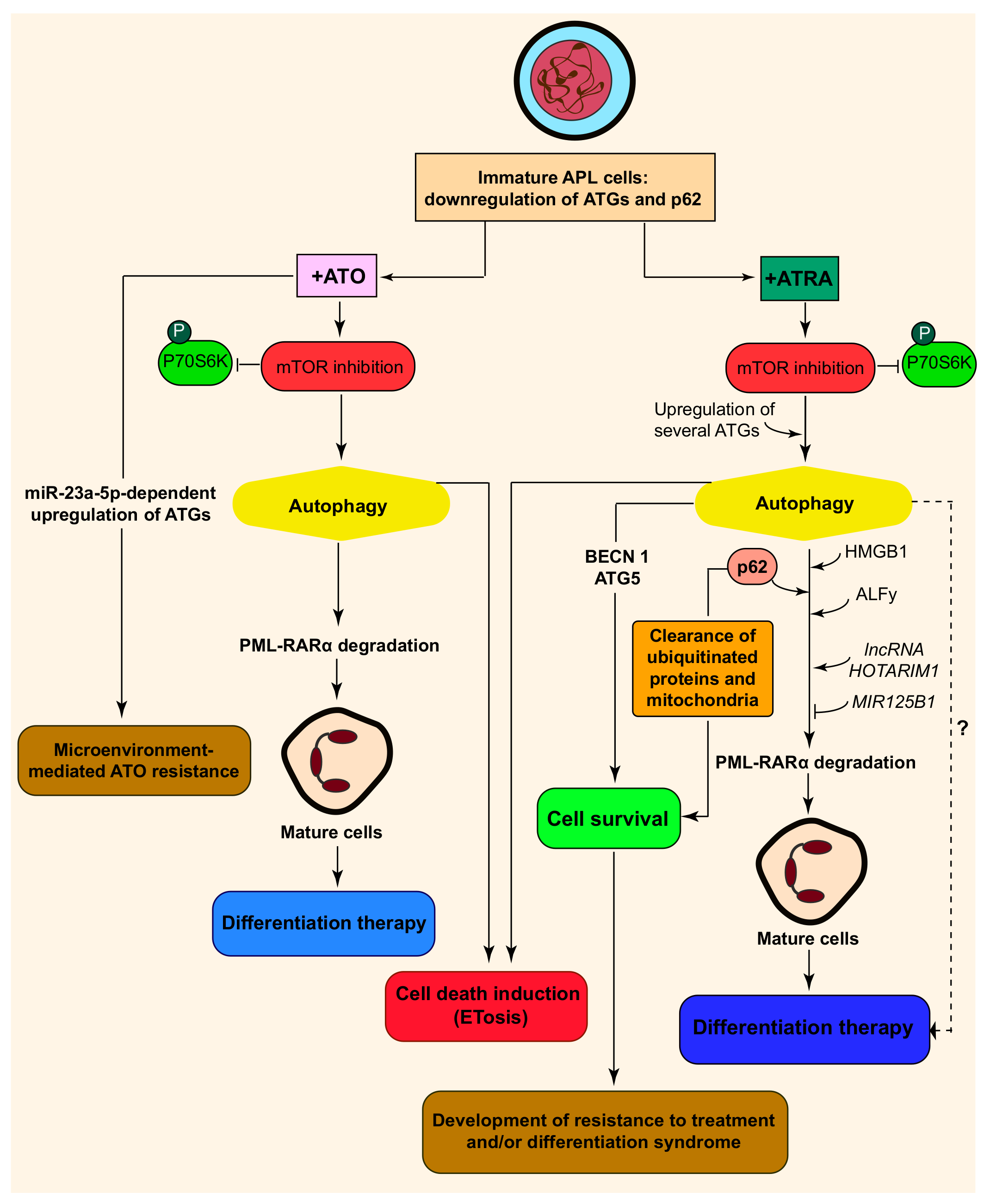 Ijms 20 03559 g003 Ijms 20 03559 g003